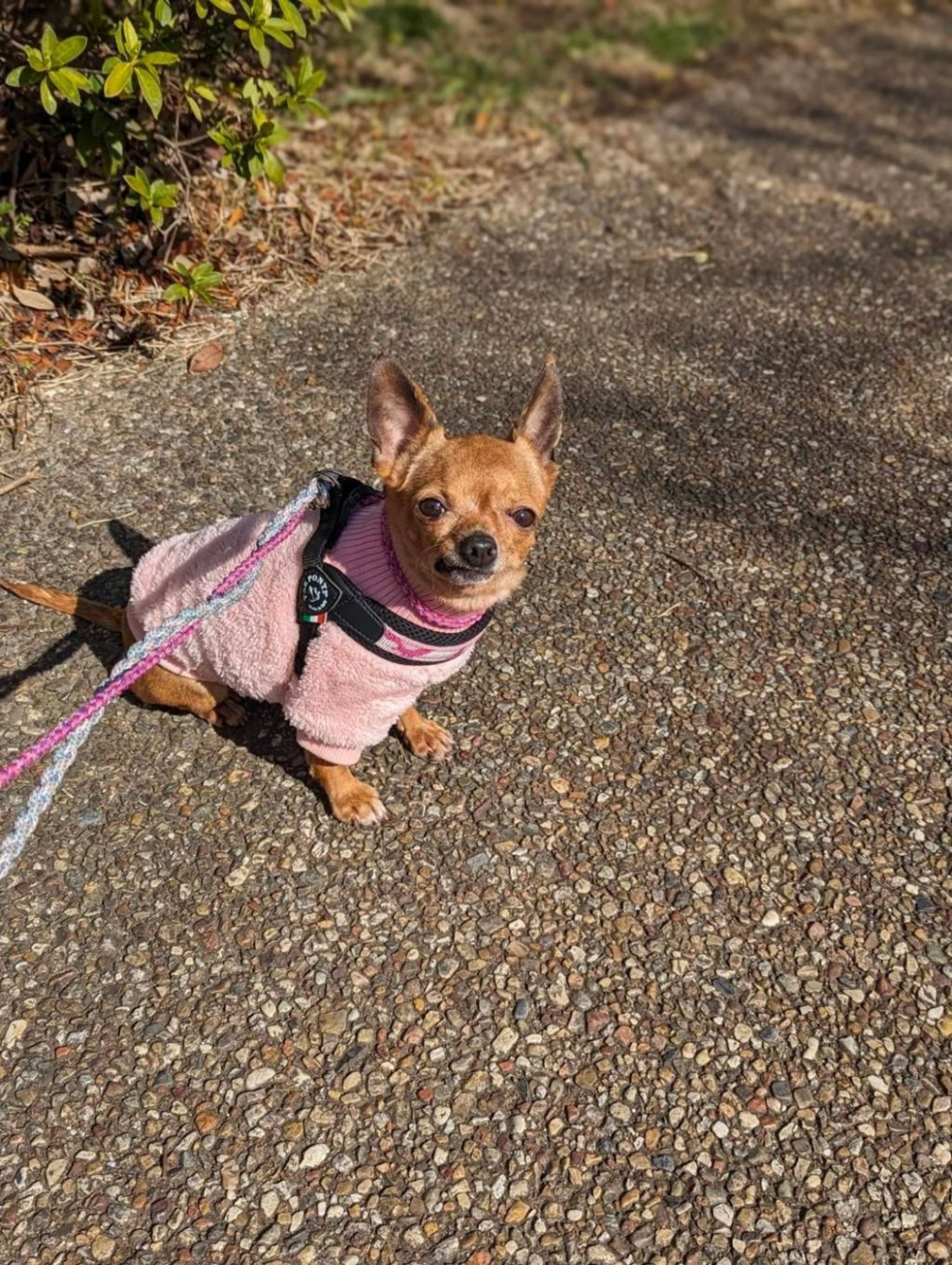 pet-image-3
