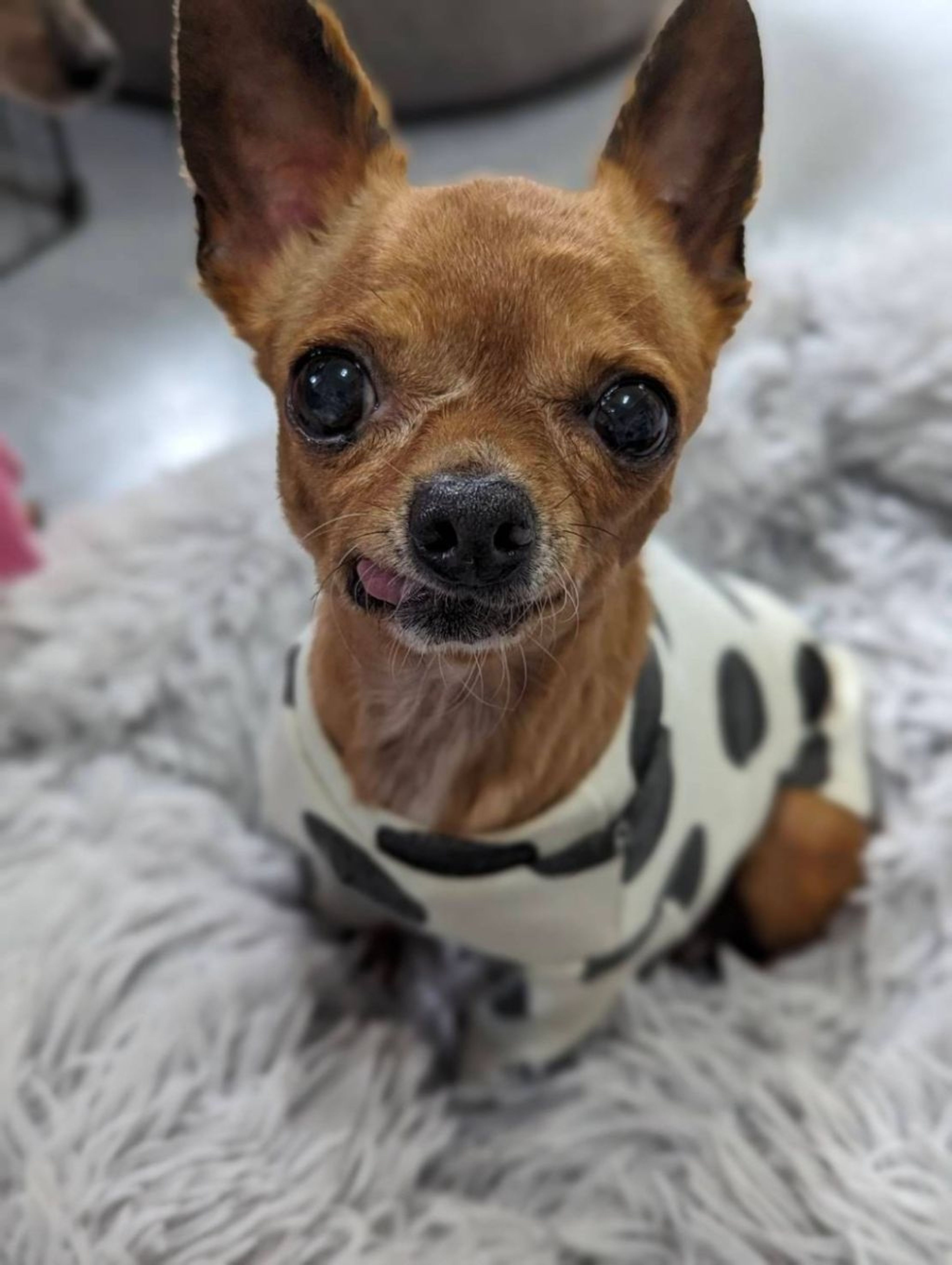 pet-image-4