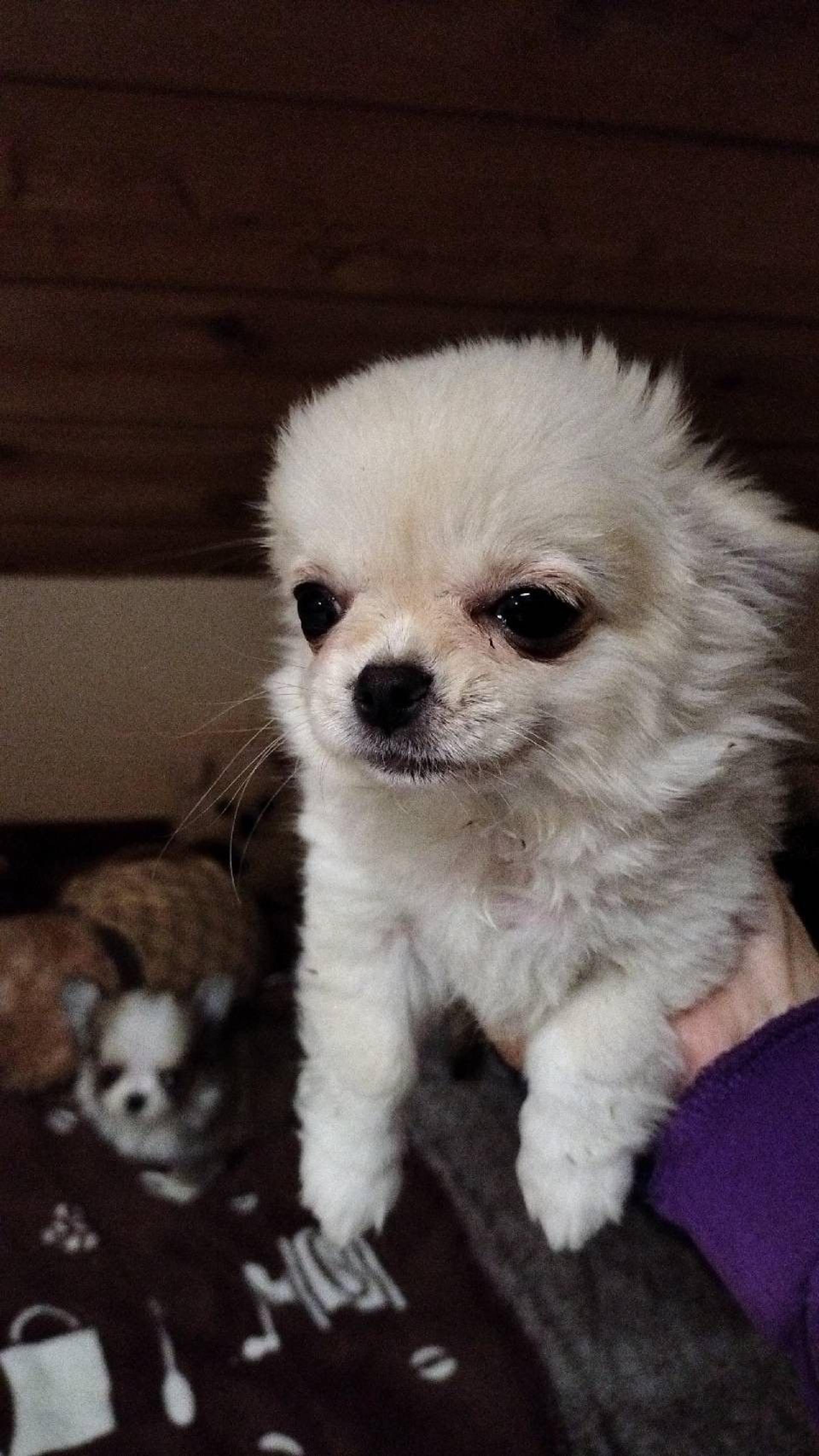 pet-image-4