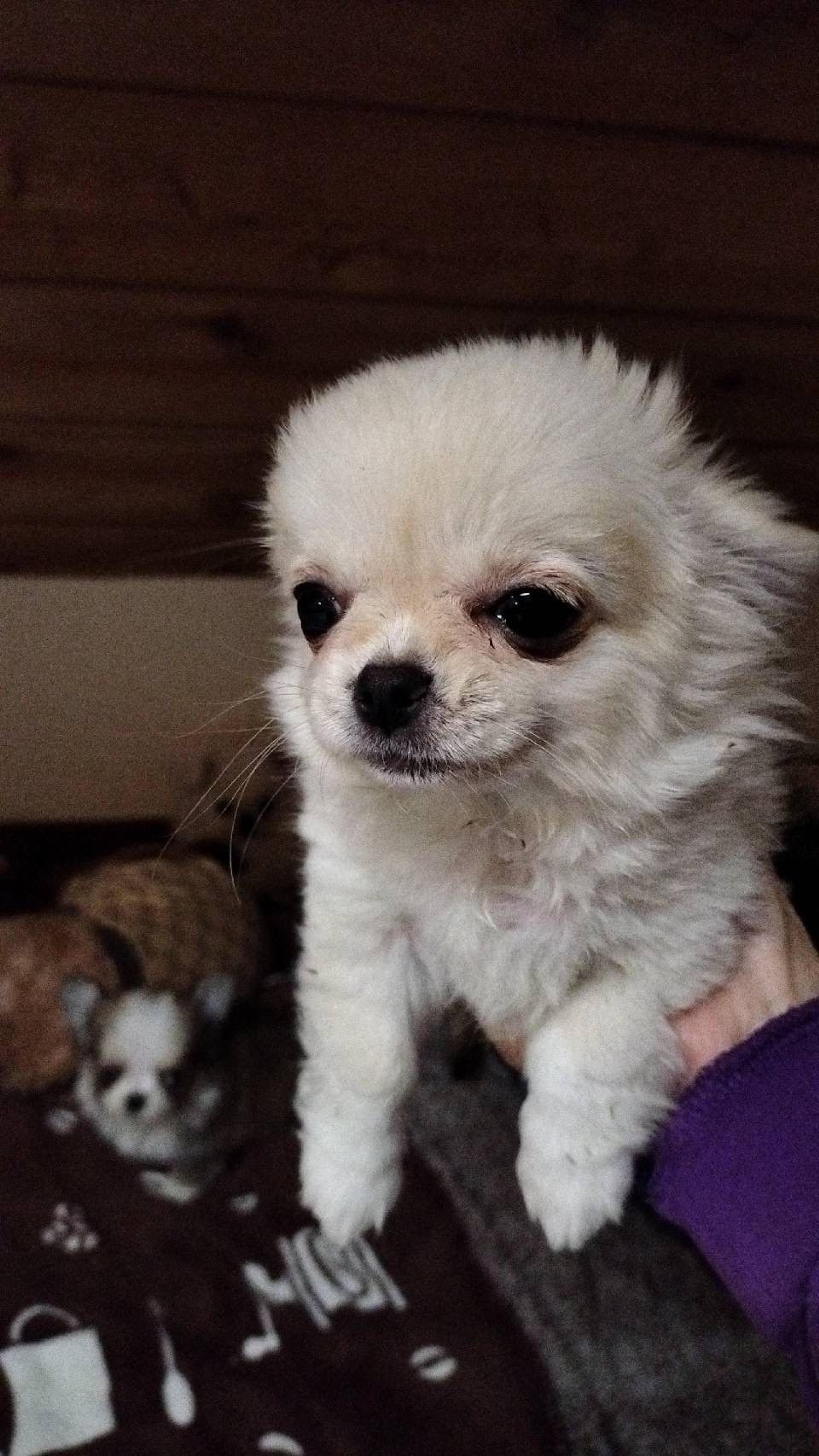 pet-image-4