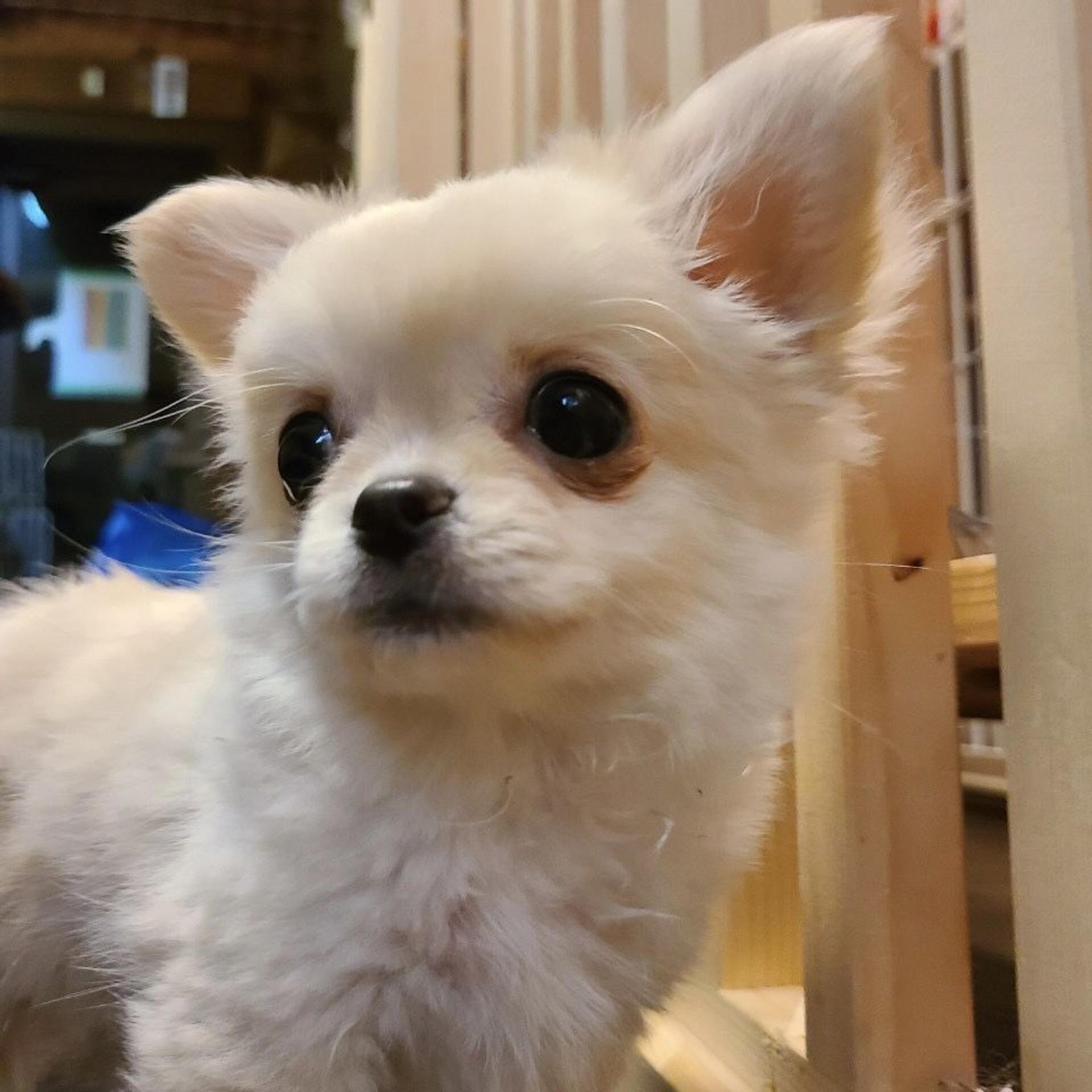 pet-image-3