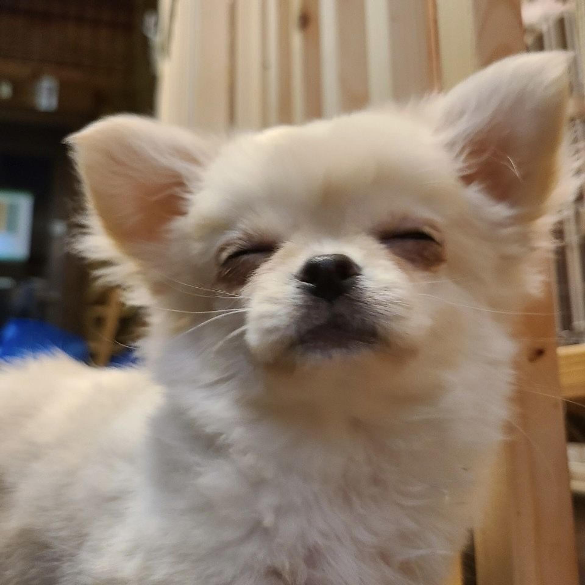 pet-image-5