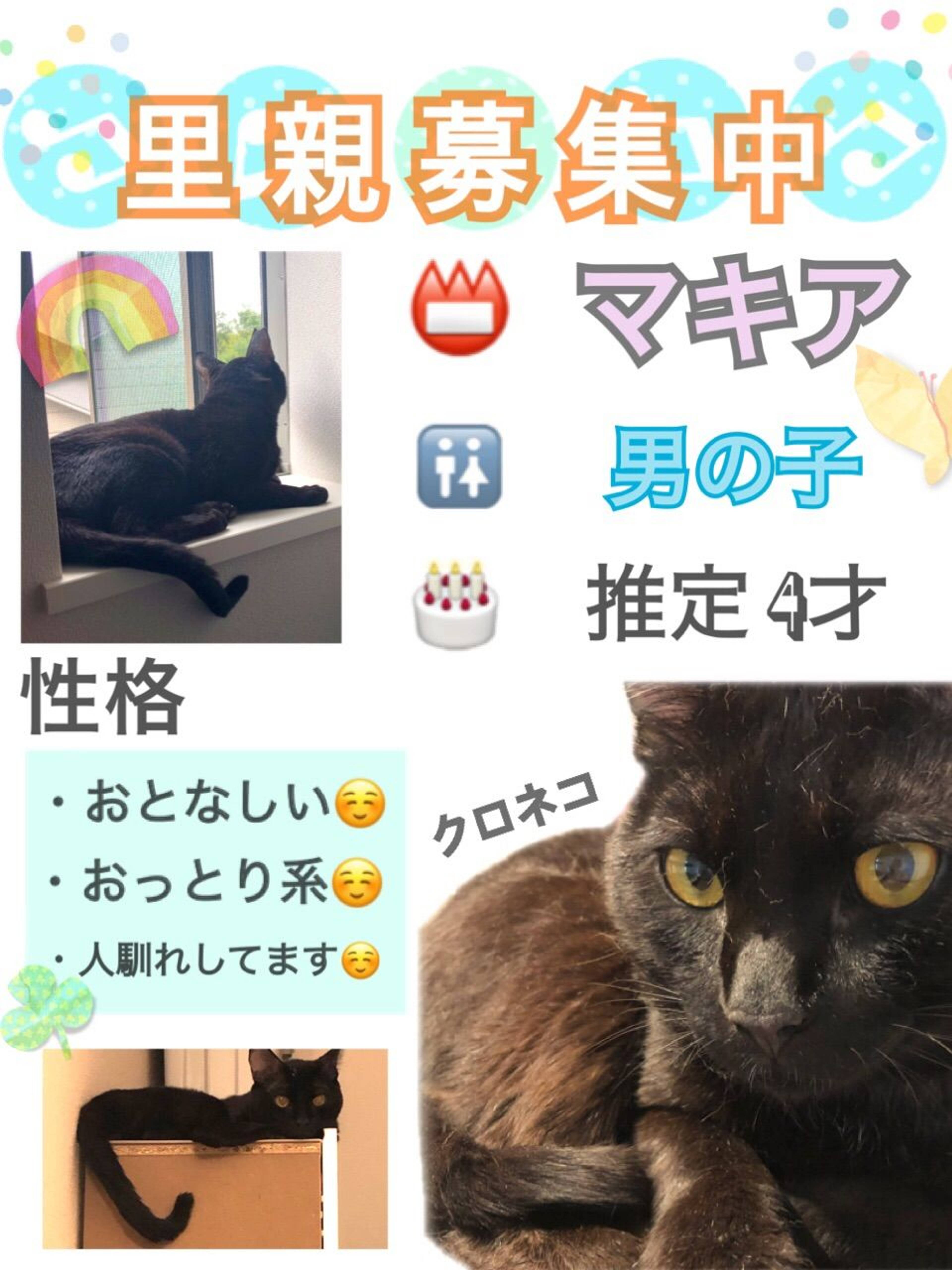 雑種（ミックス猫）・オスの里親募集の写真