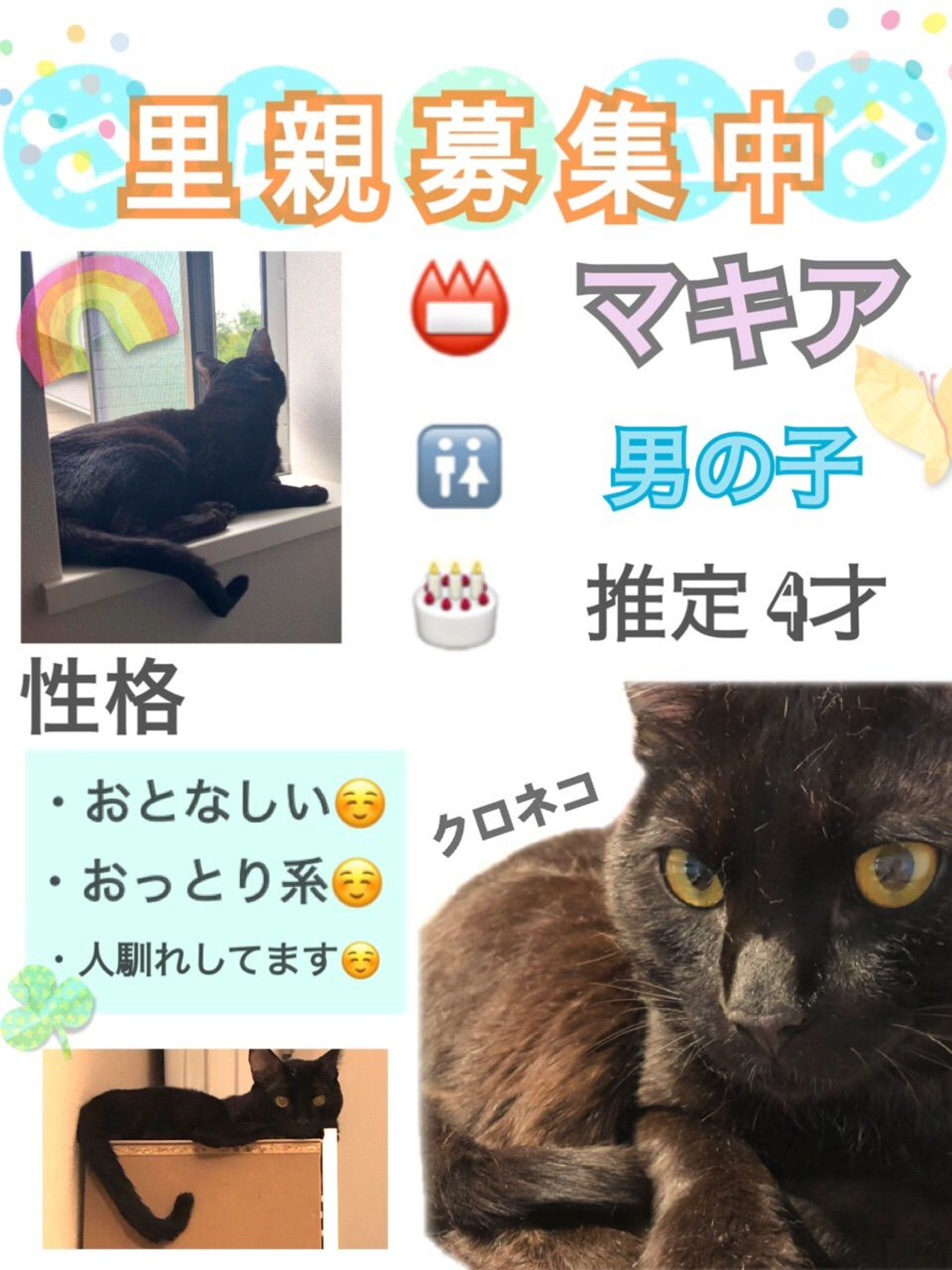 雑種（ミックス猫）・オスの里親募集の写真