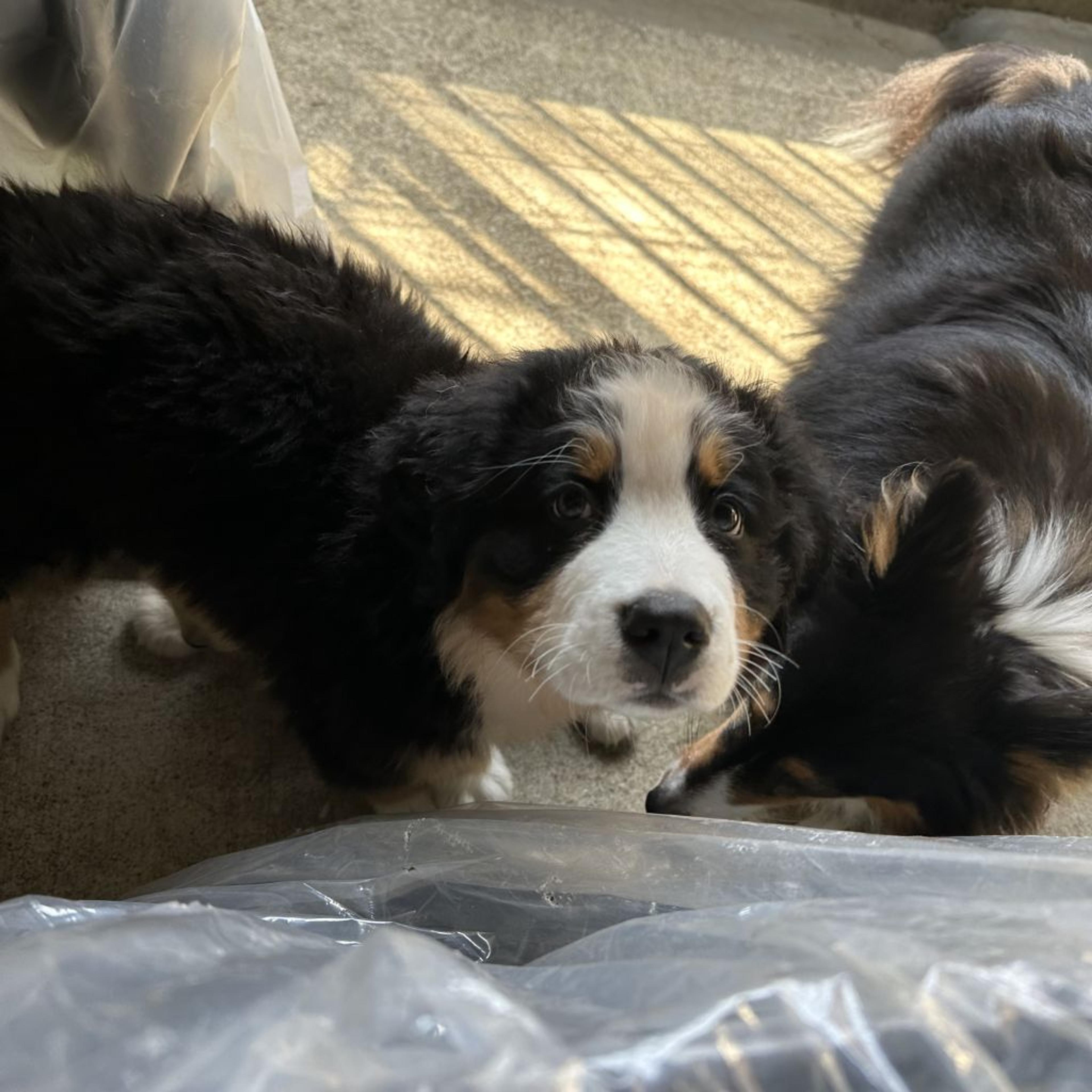 pet-image-3