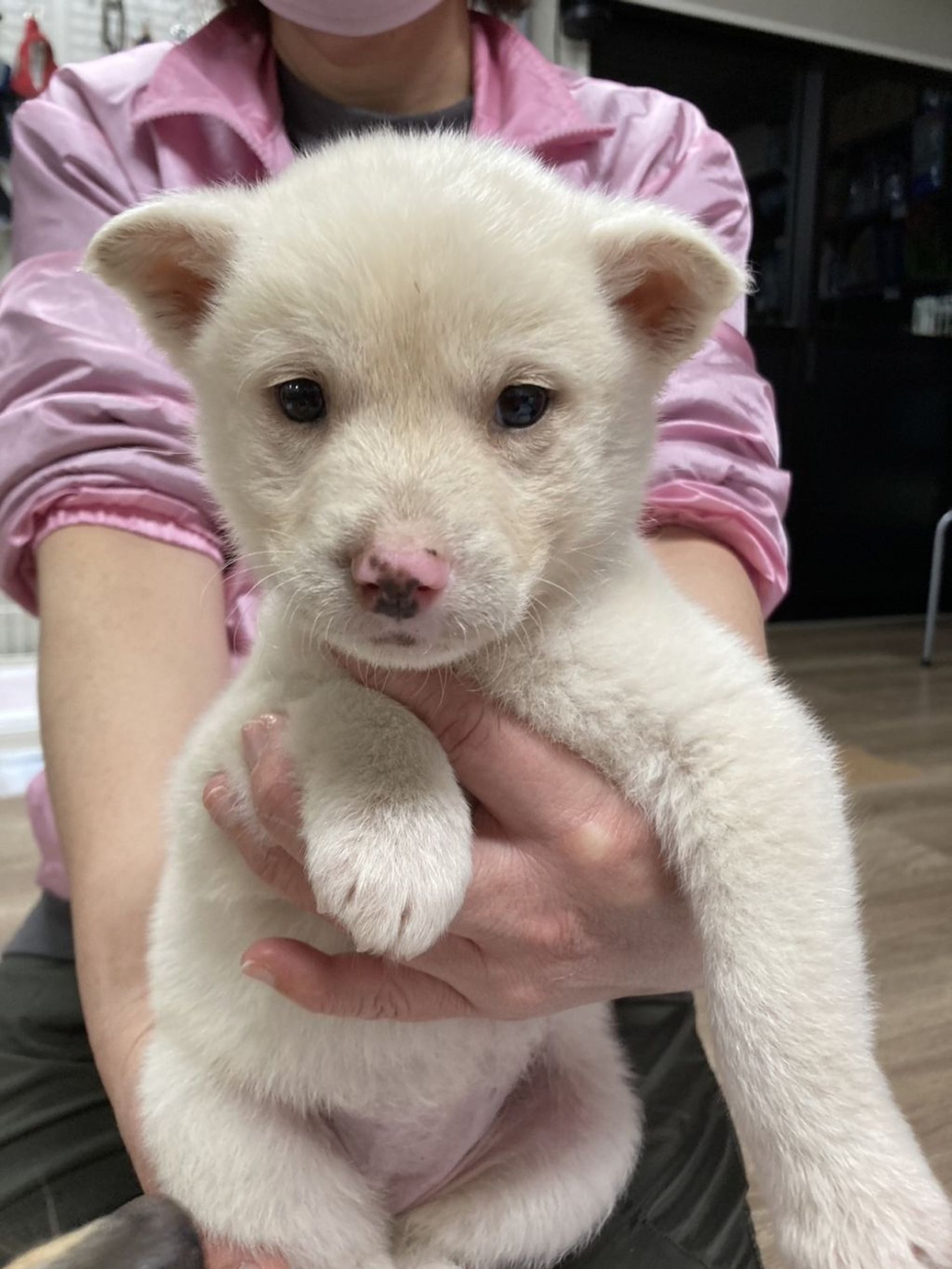 雑種（ミックス犬）・メスの里親募集の写真