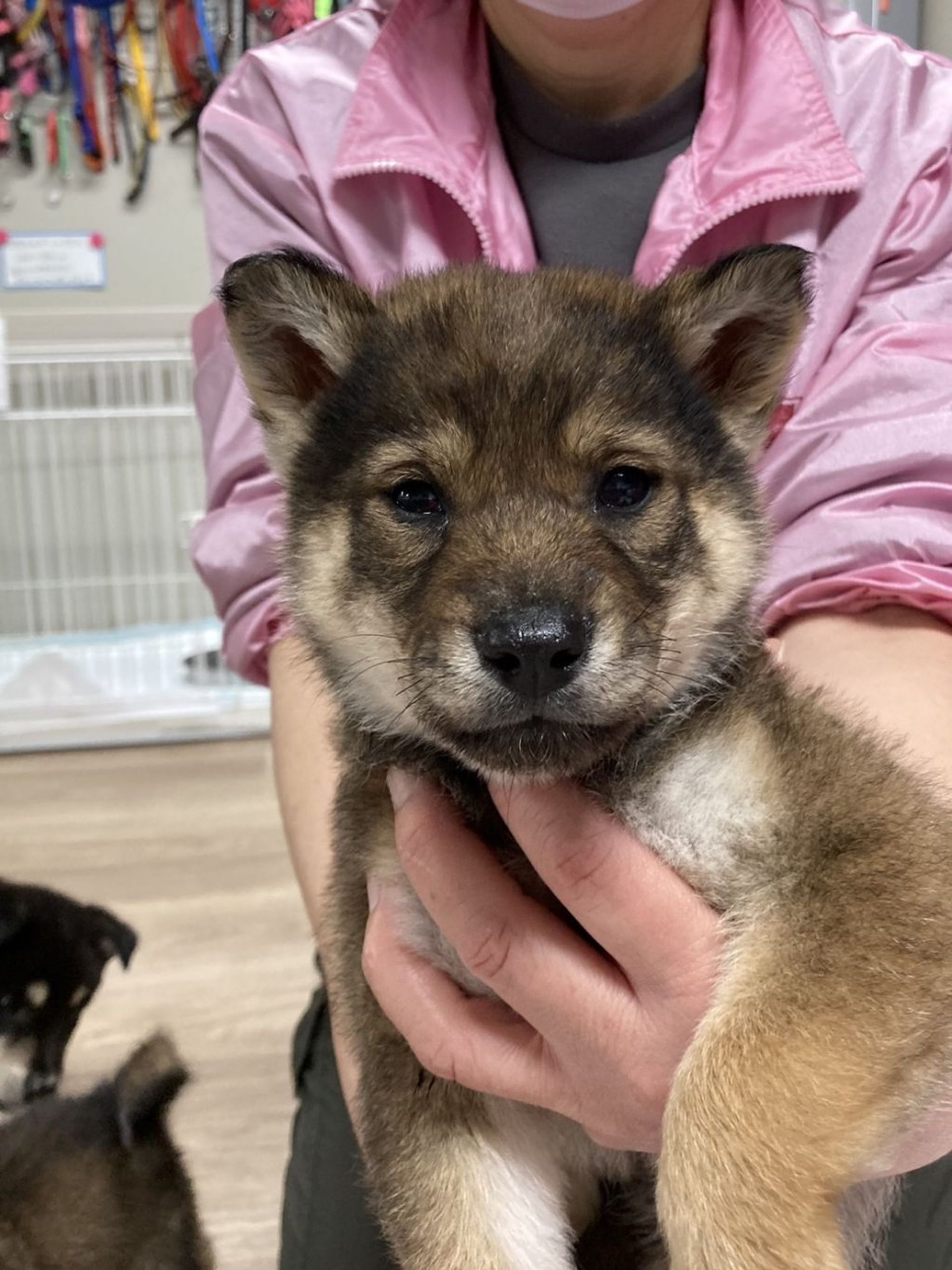 雑種（ミックス犬）・メスの里親募集の写真