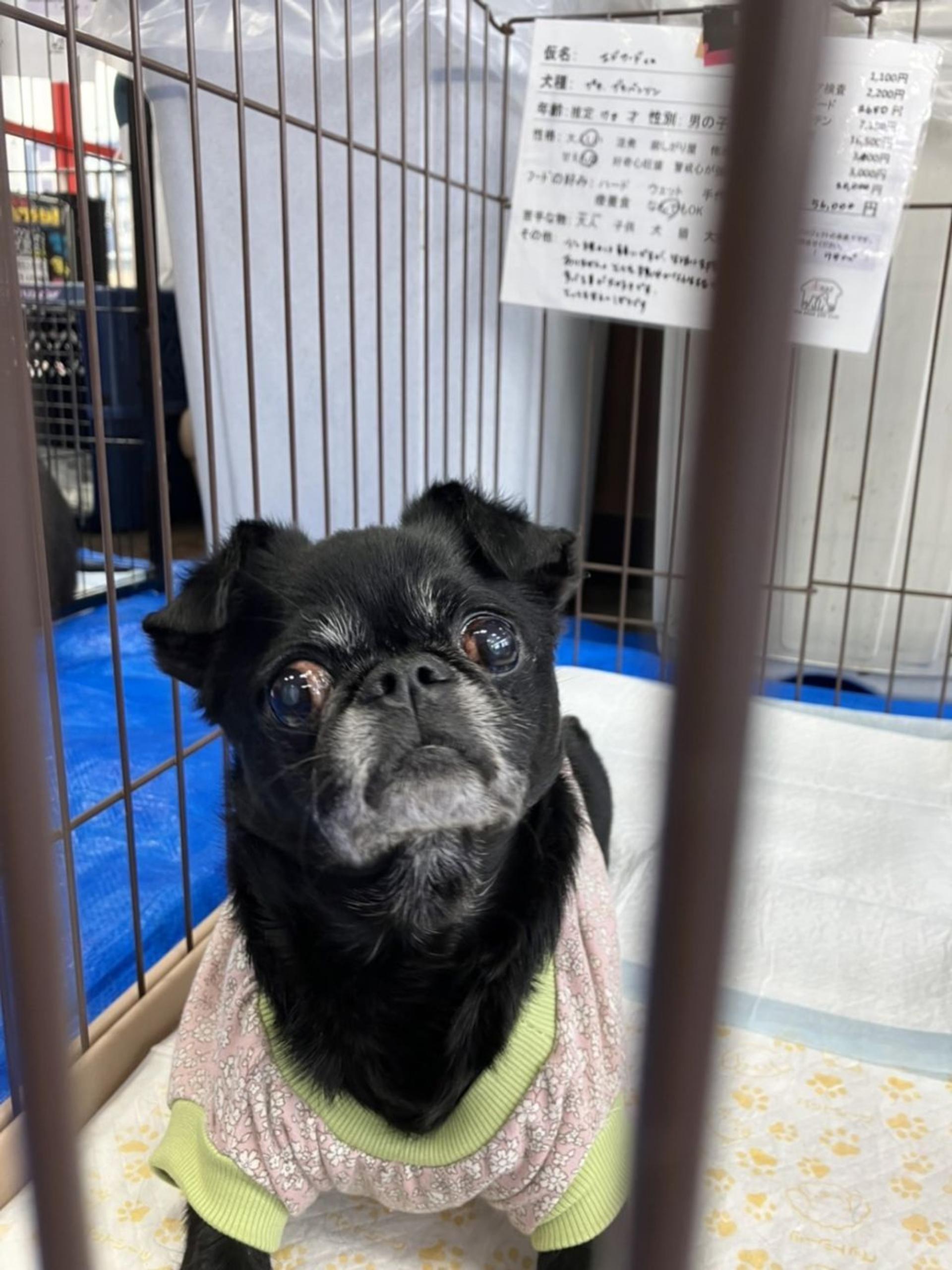 pet-image-4