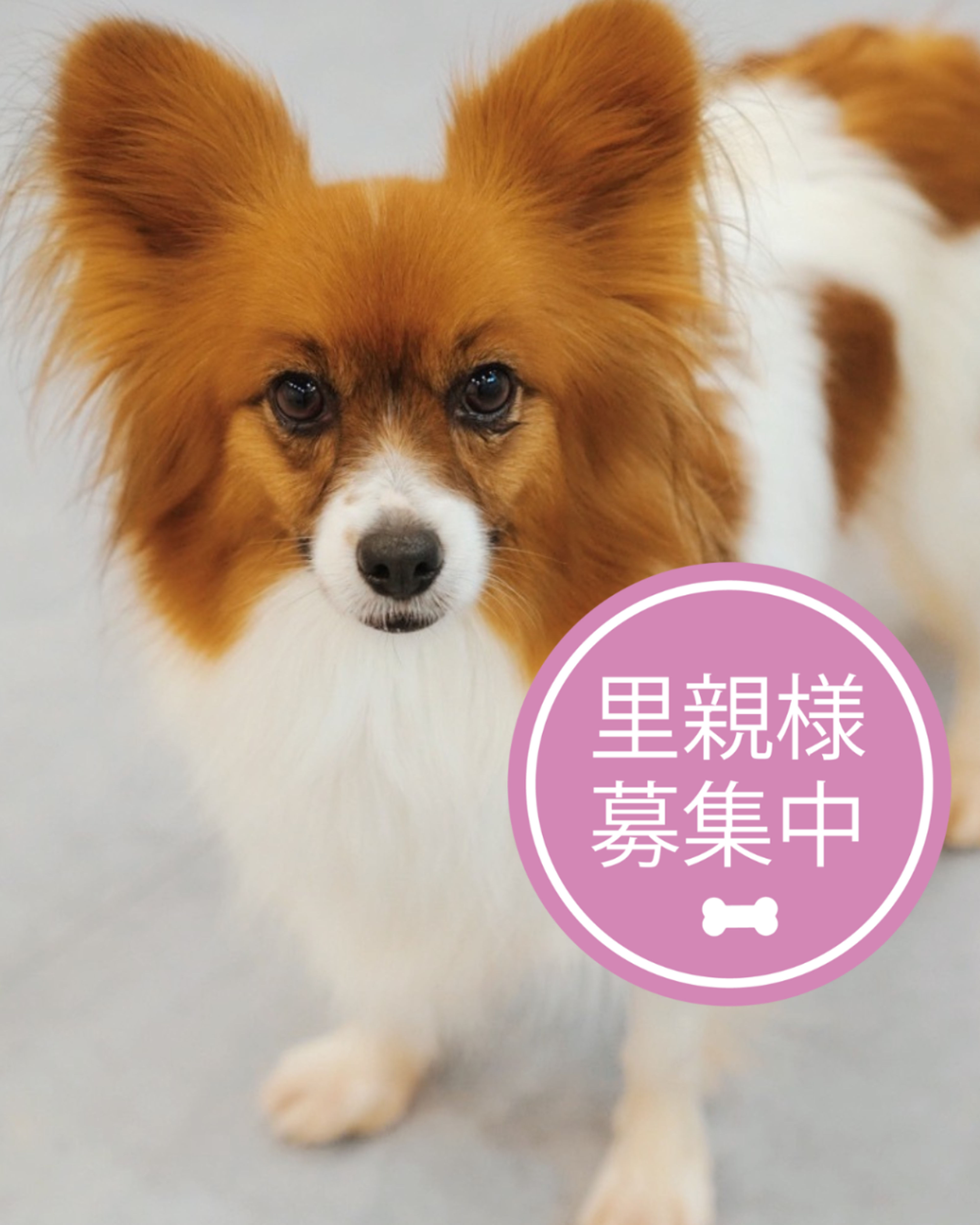 パピヨン・メスの里親募集の写真