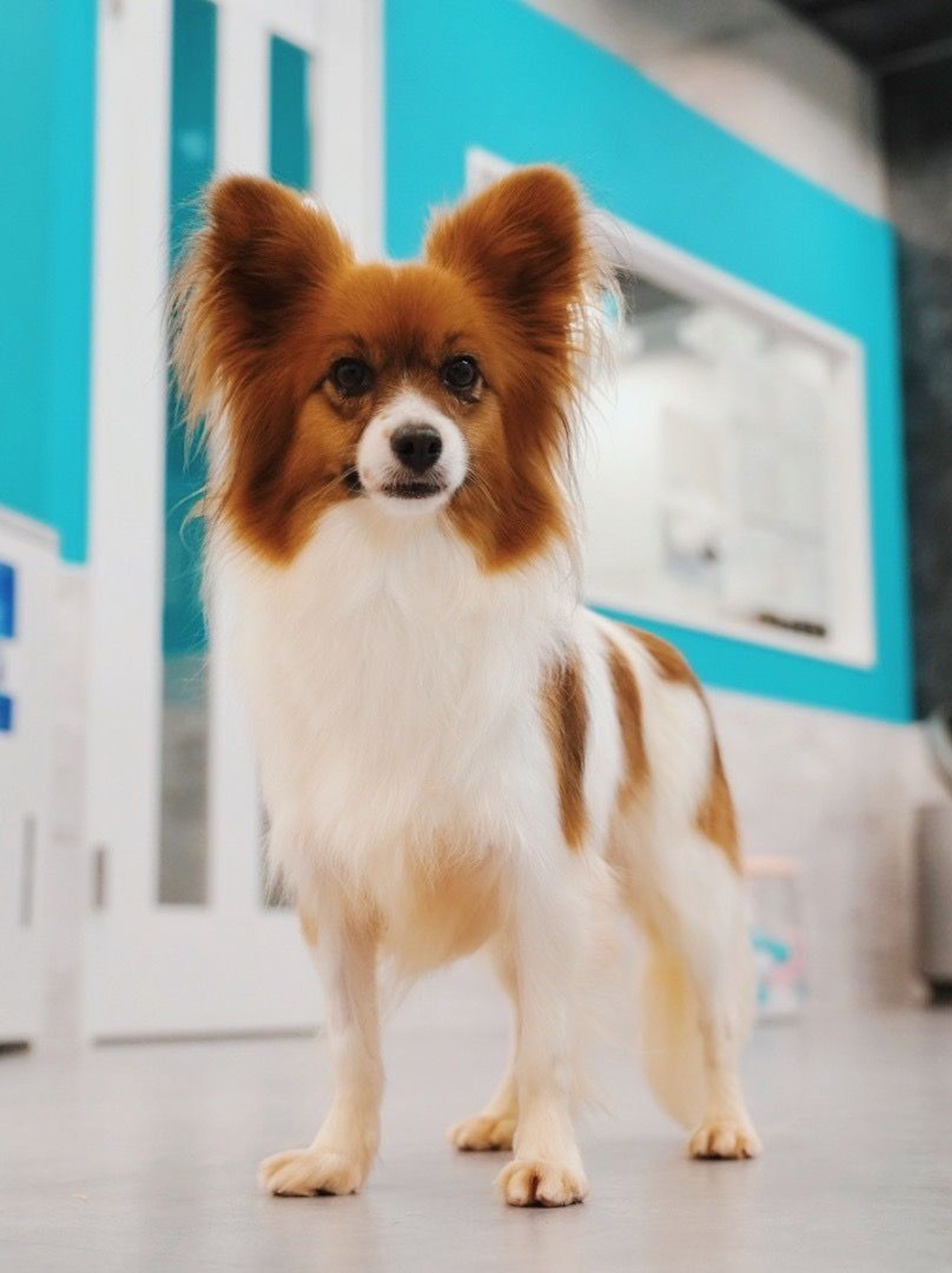 pet-image-4