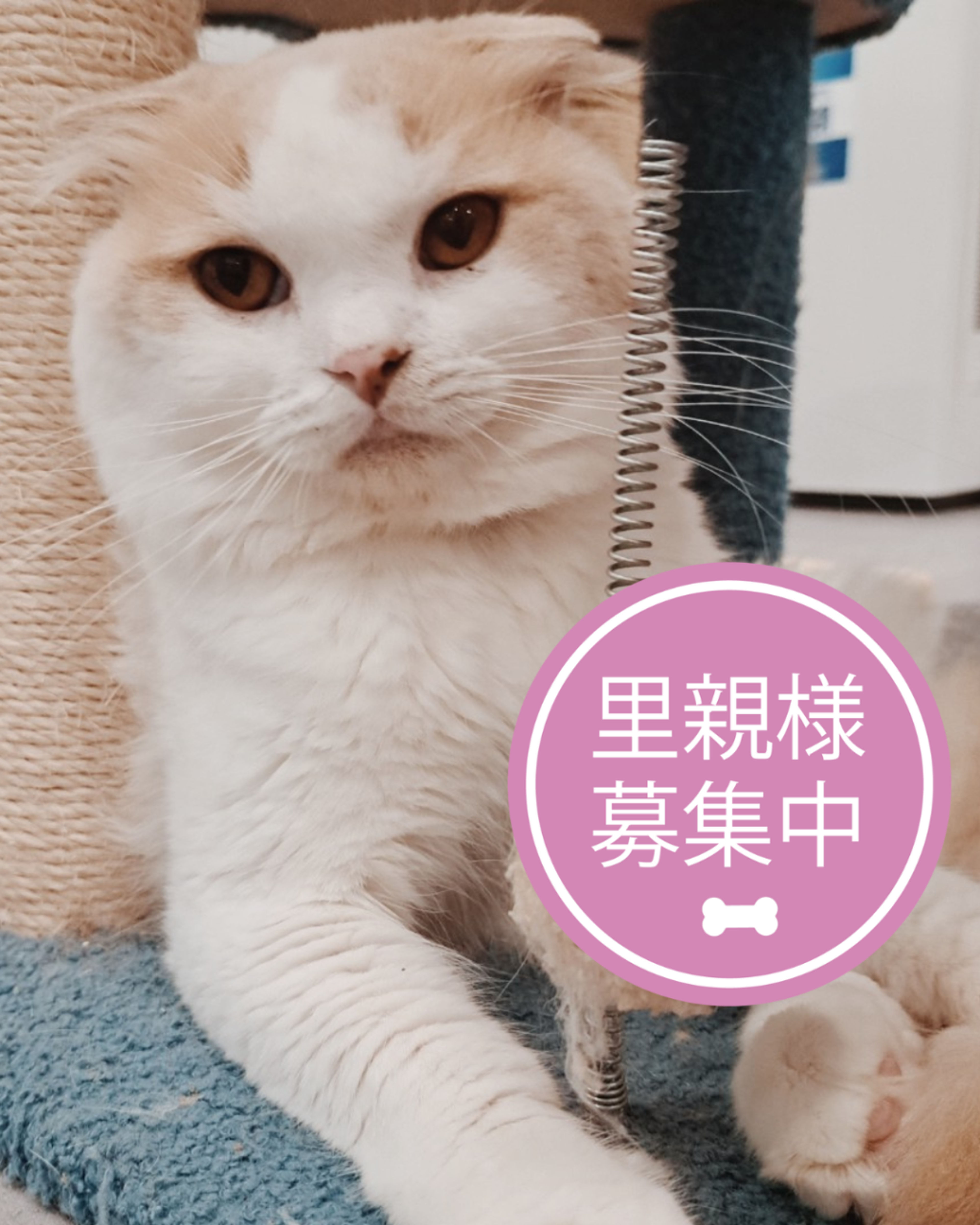 スコティッシュフォールド・オスの里親募集の写真