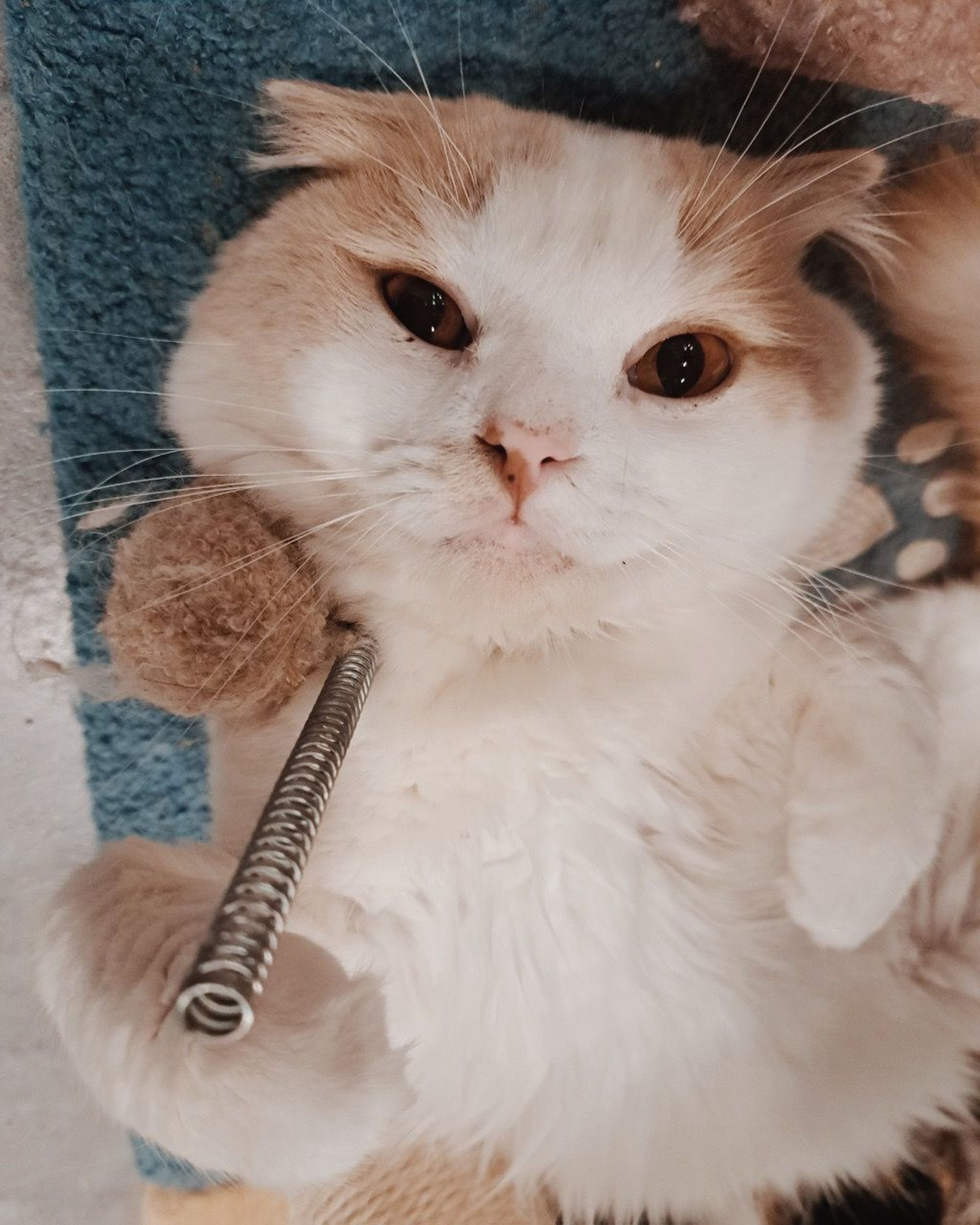 pet-image-2