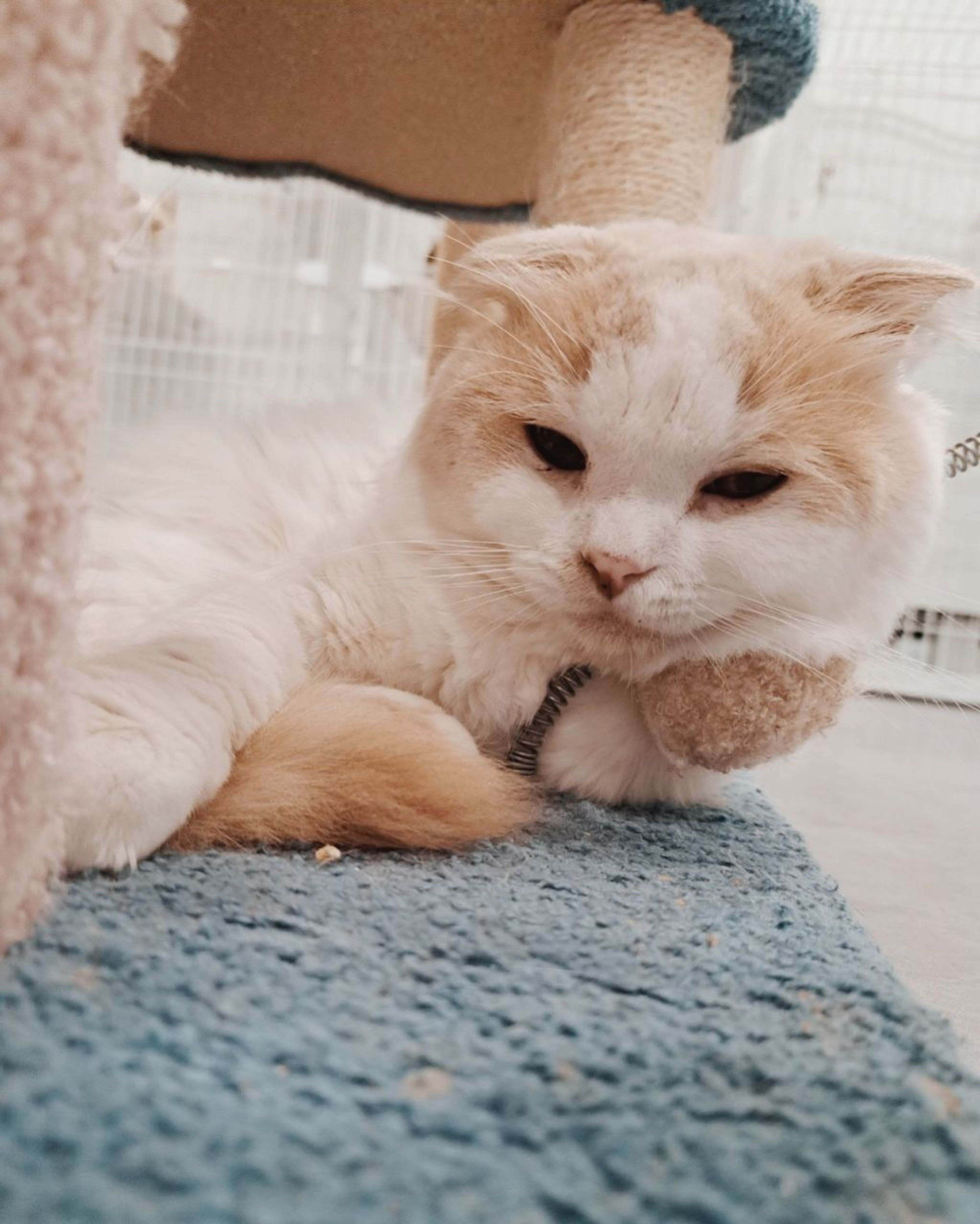 pet-image-3