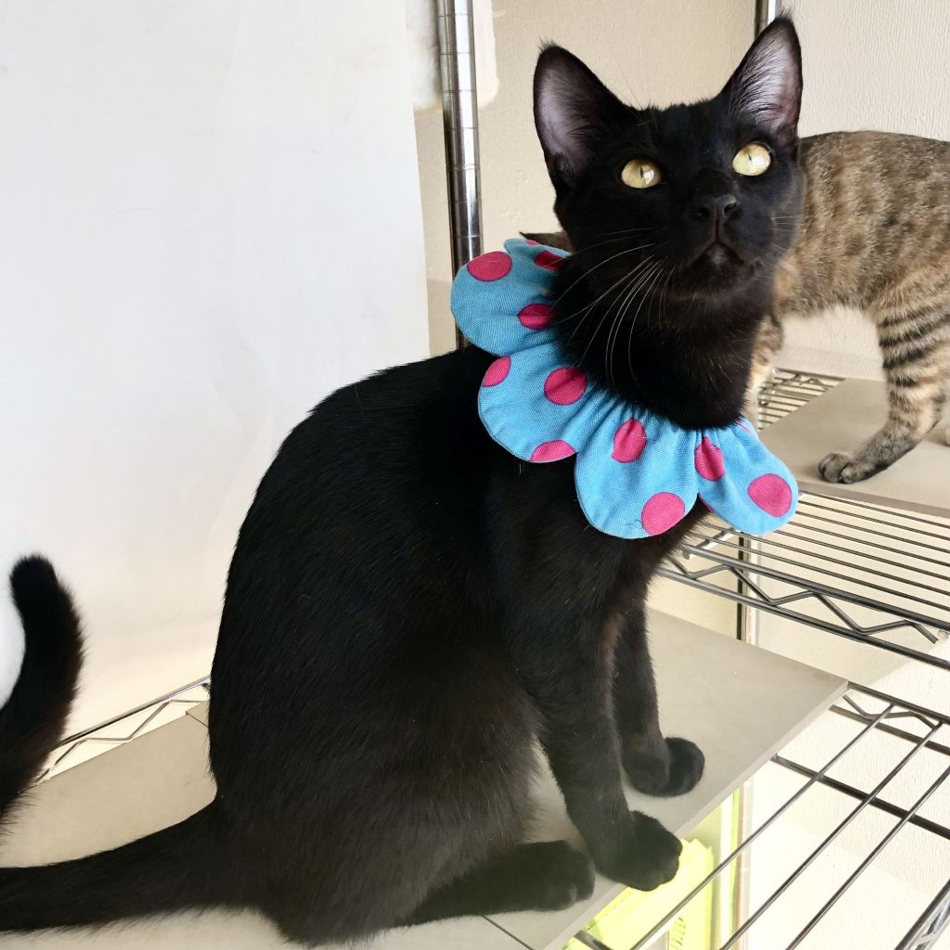 雑種（ミックス猫）・オスの里親募集の写真