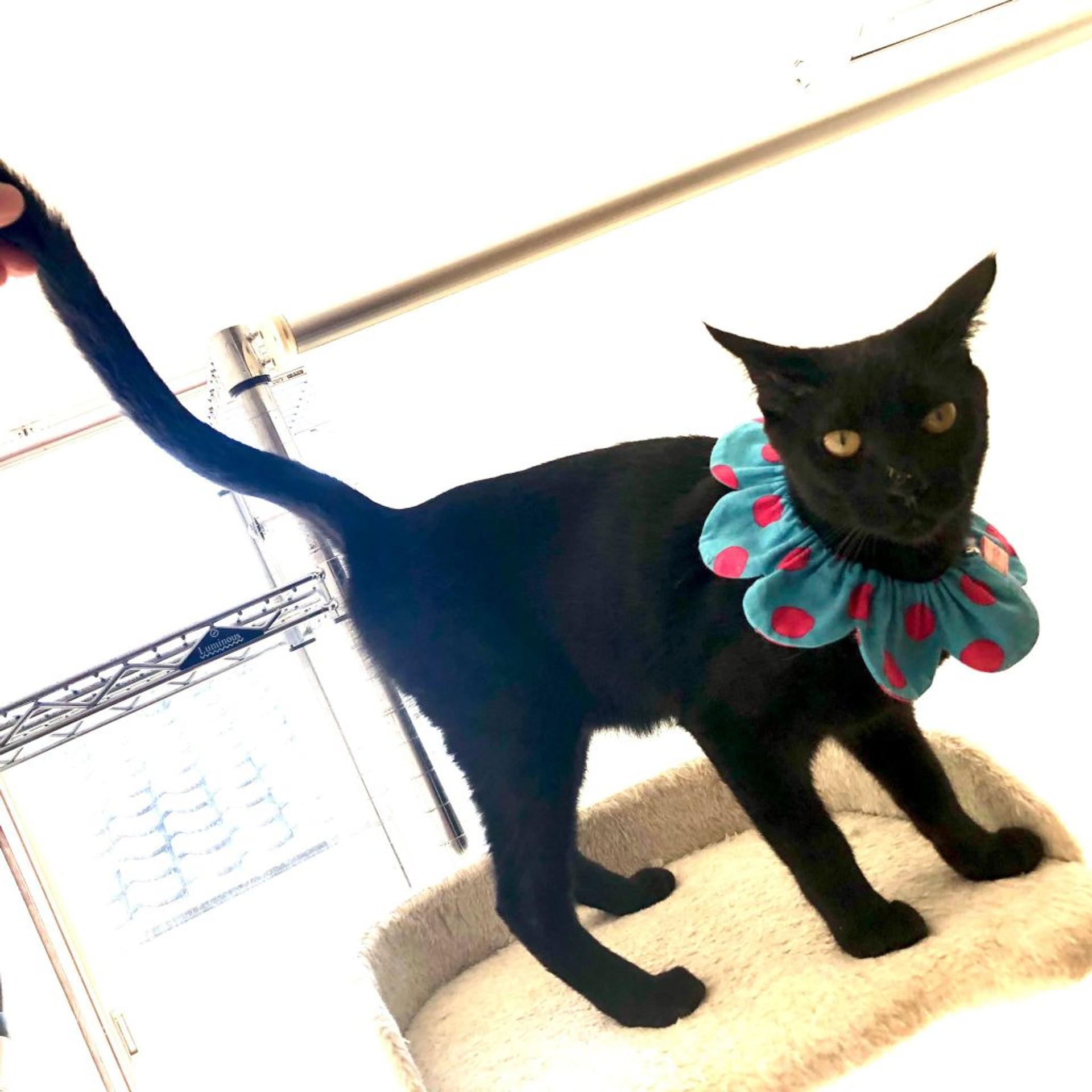 pet-image-3