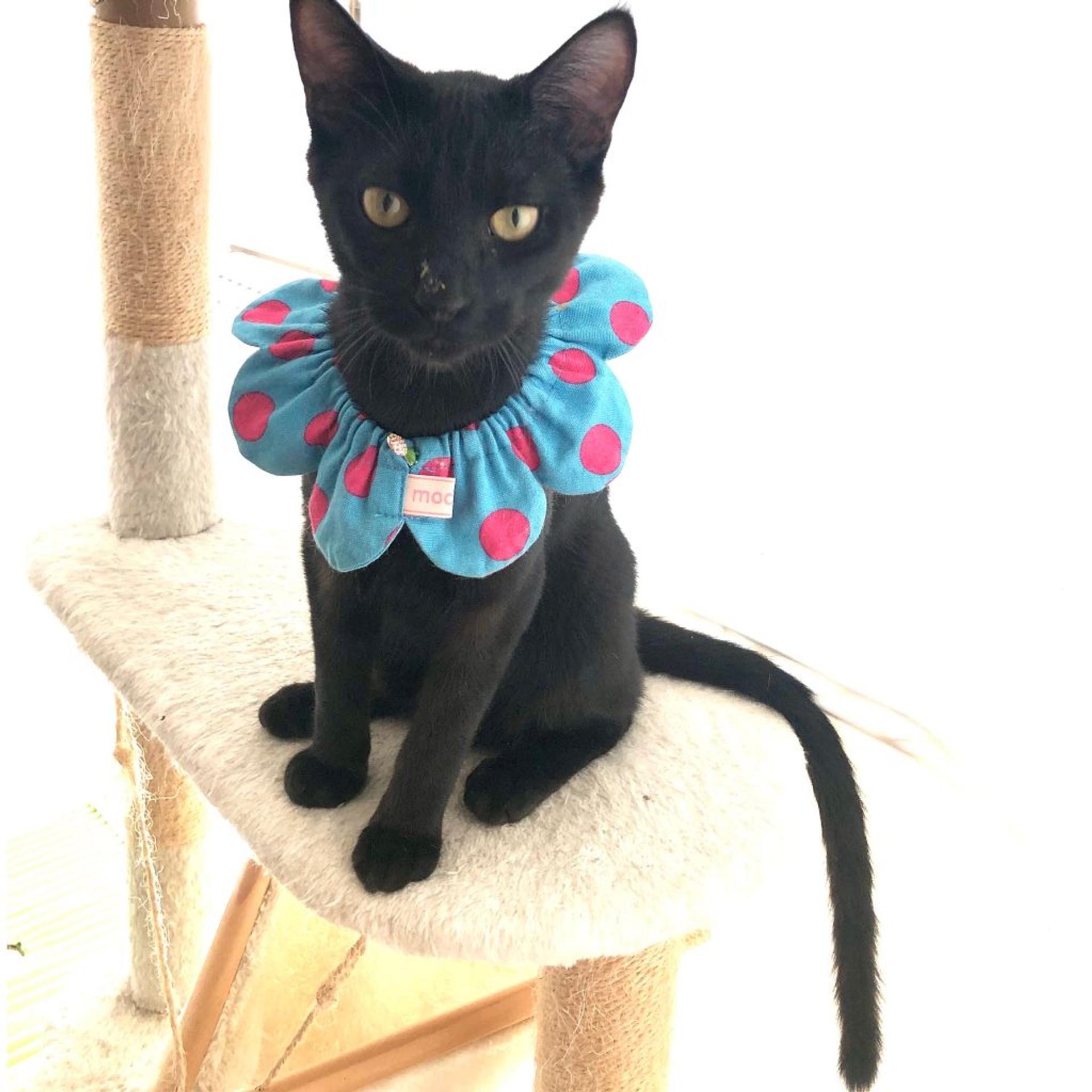 pet-image-4