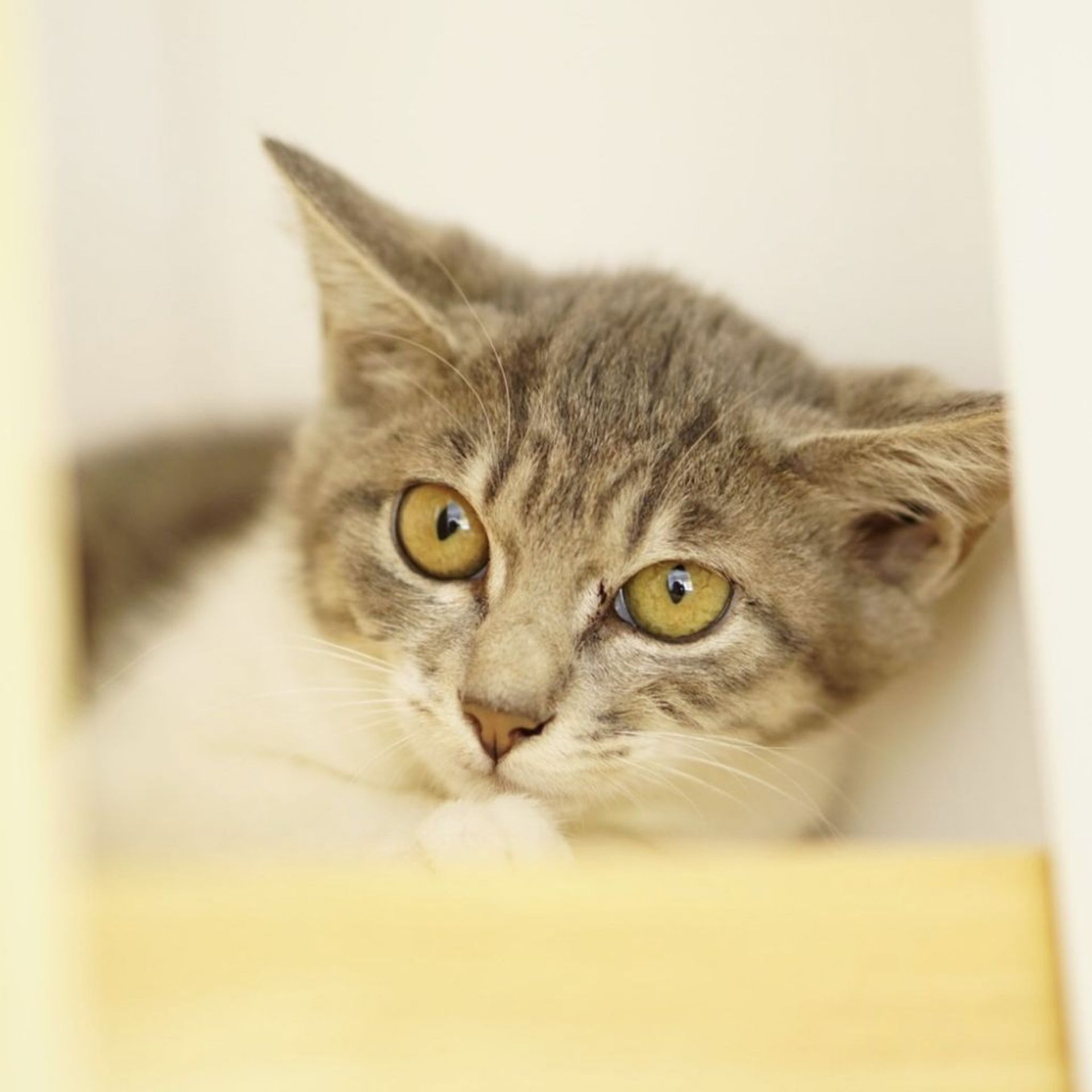 雑種（ミックス猫）・メスの里親募集の写真