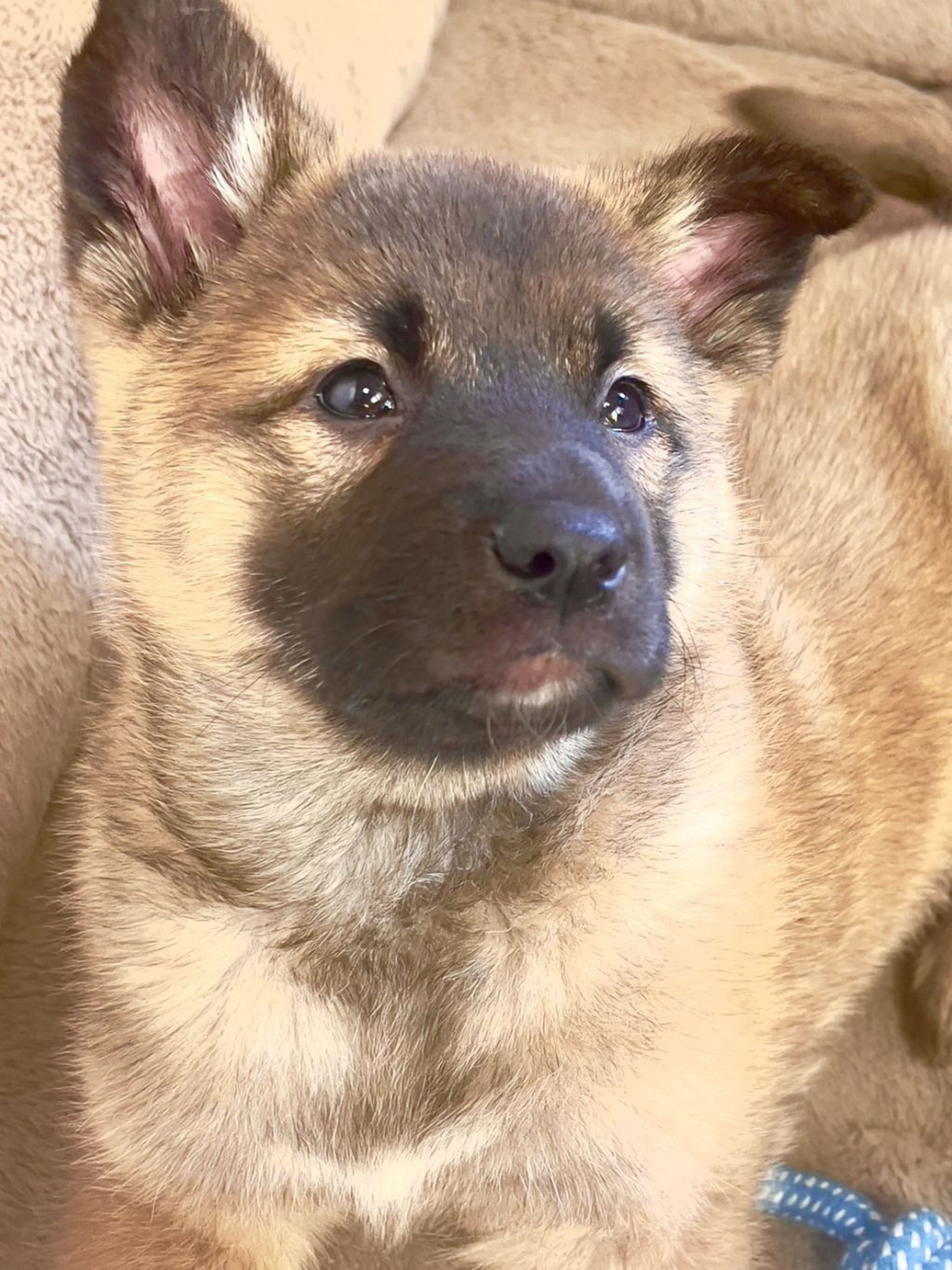 雑種（ミックス犬）・メスの里親募集の写真