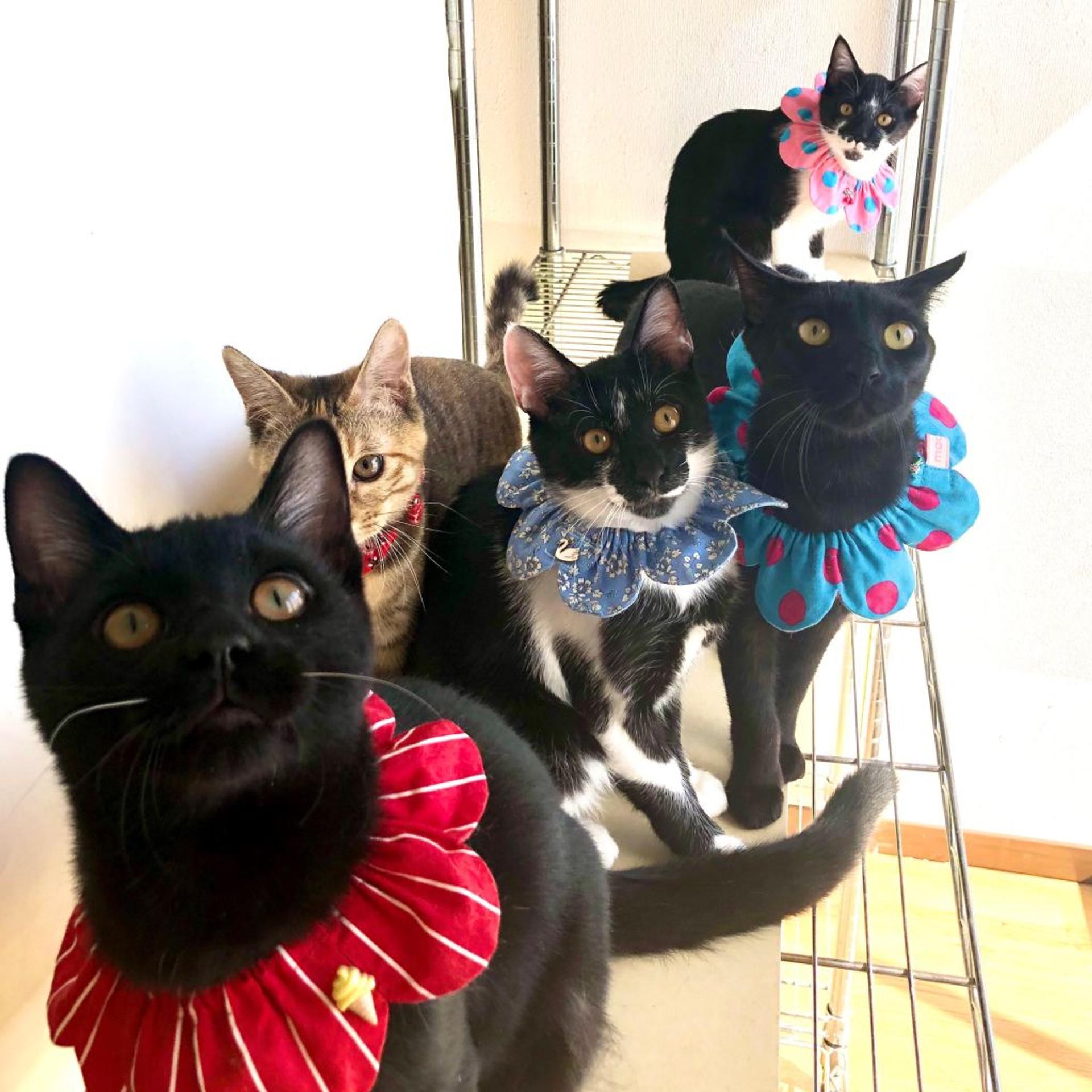 pet-image-8