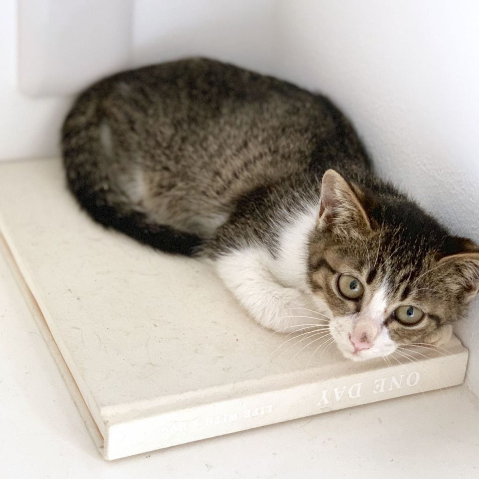 雑種（ミックス猫）・メスの里親募集の写真
