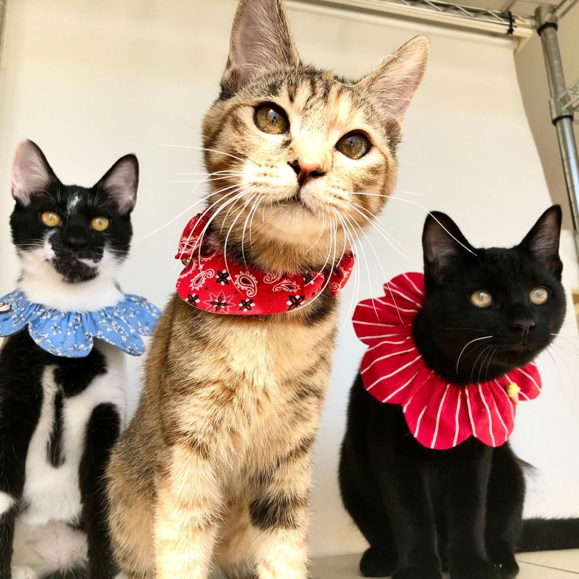 雑種（ミックス猫）・メスの里親募集の写真