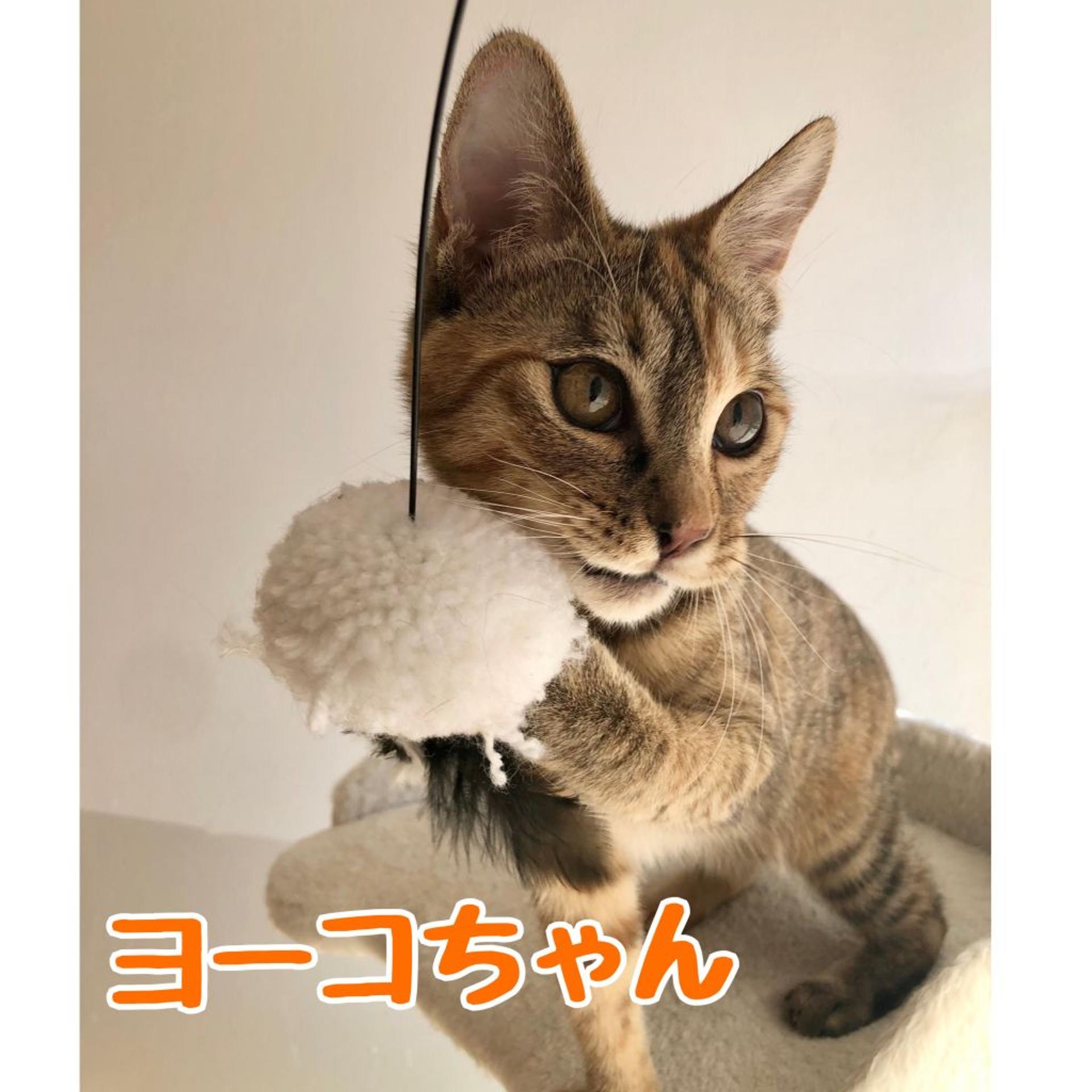 pet-image-5