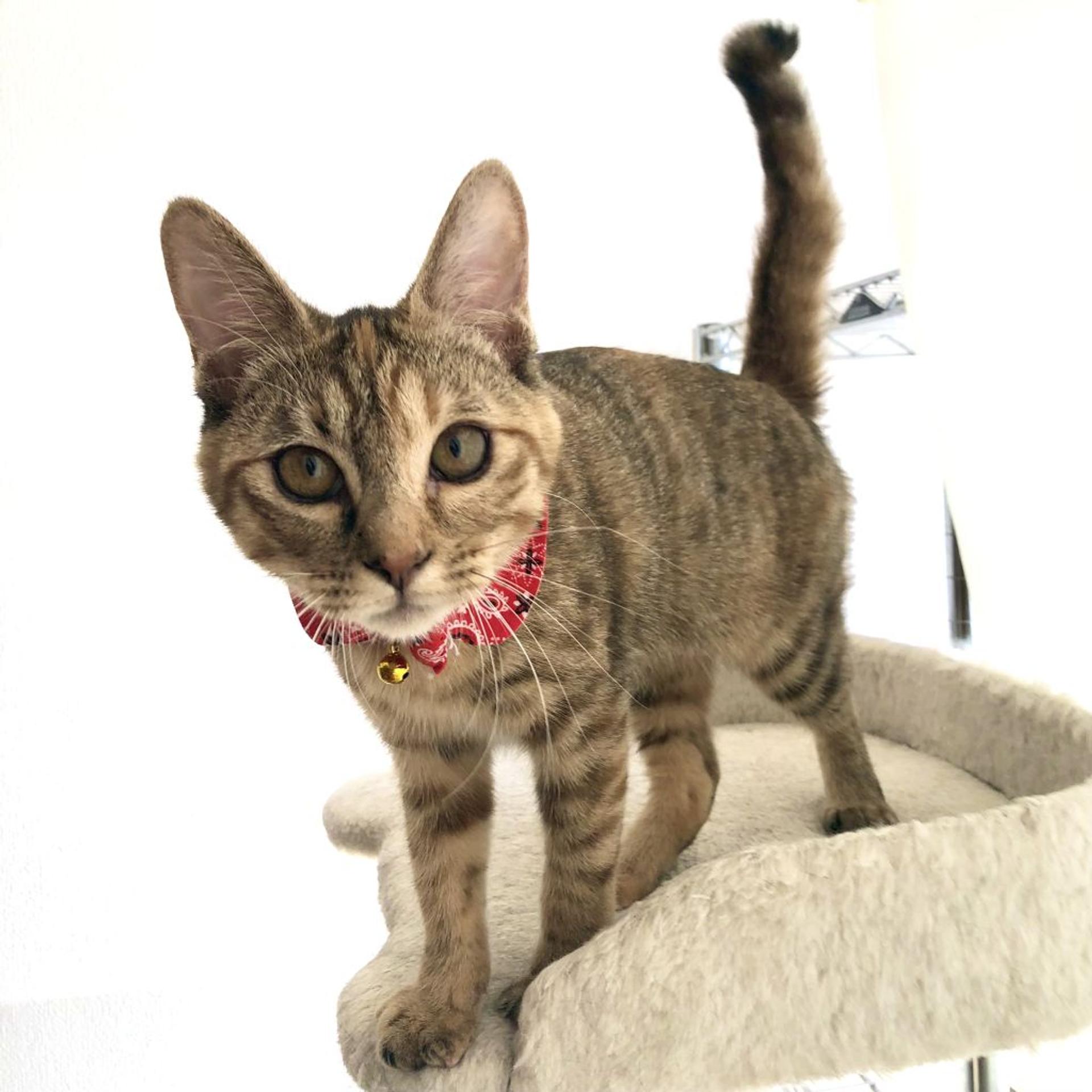 pet-image-4