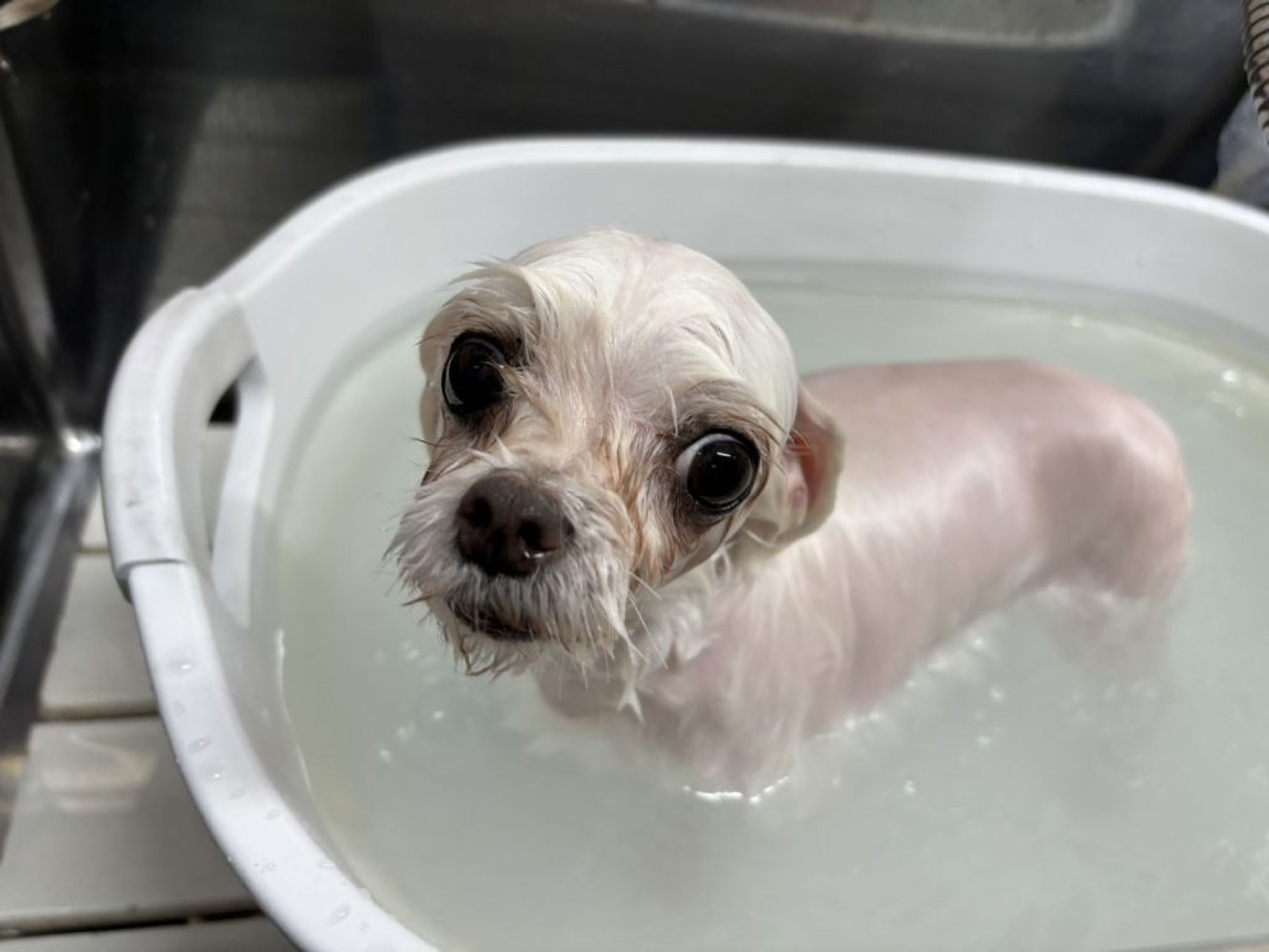 pet-image-3