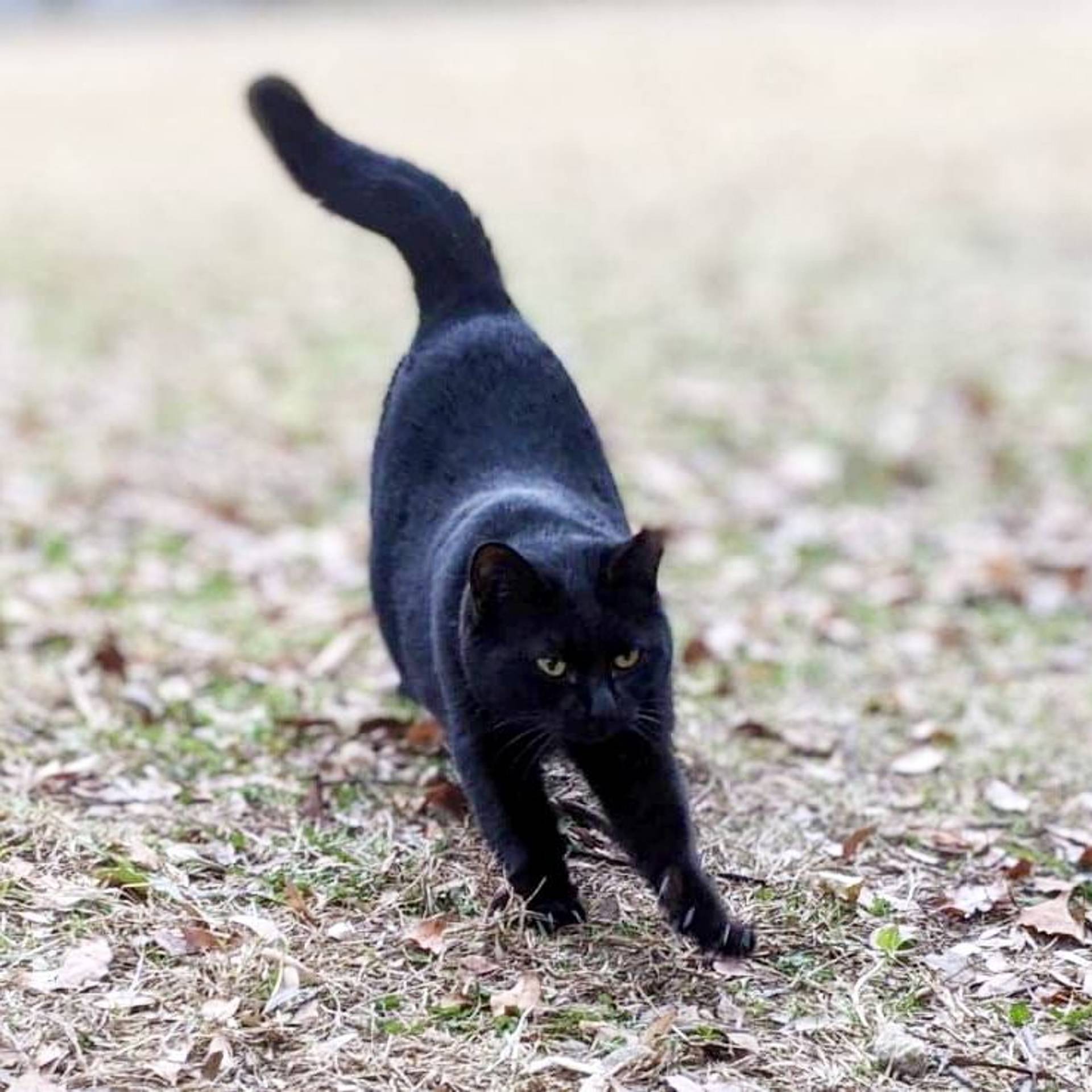 雑種（ミックス猫）・メスの里親募集の写真