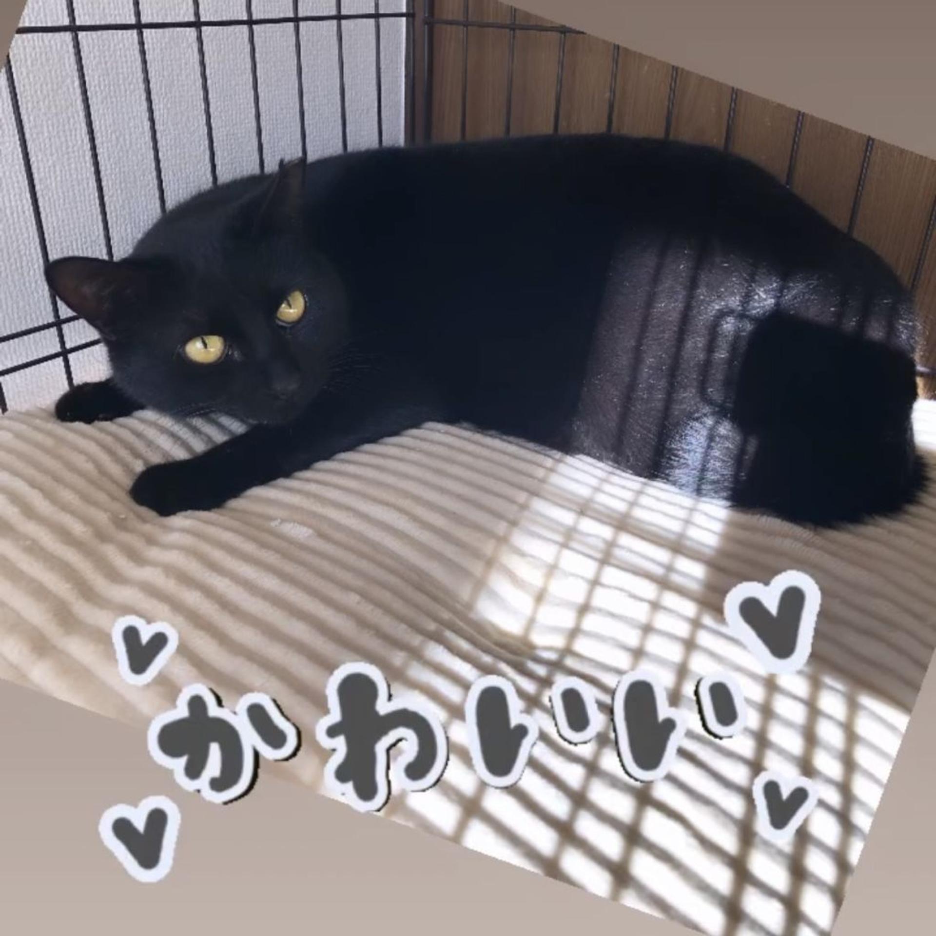 pet-image-4