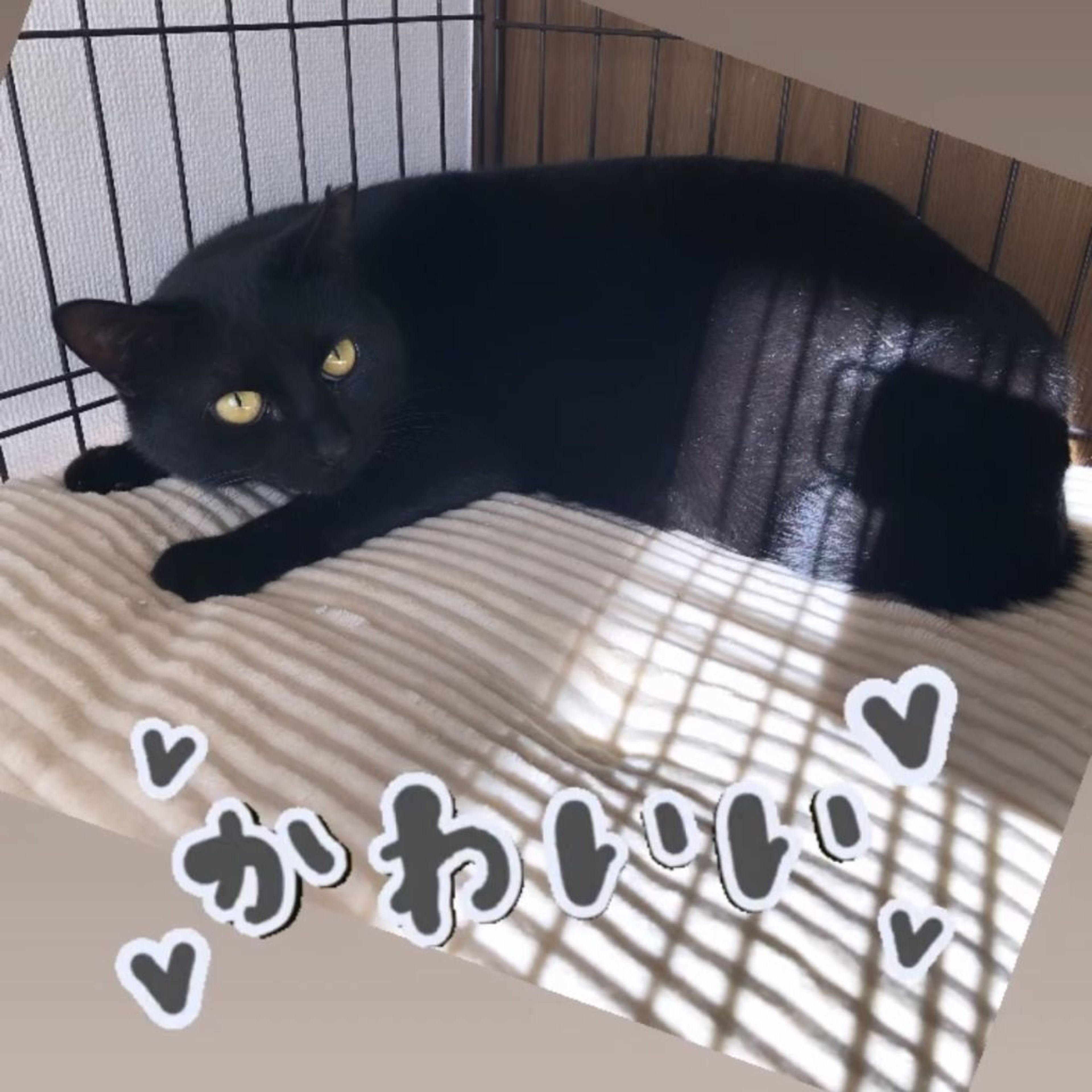 pet-image-4
