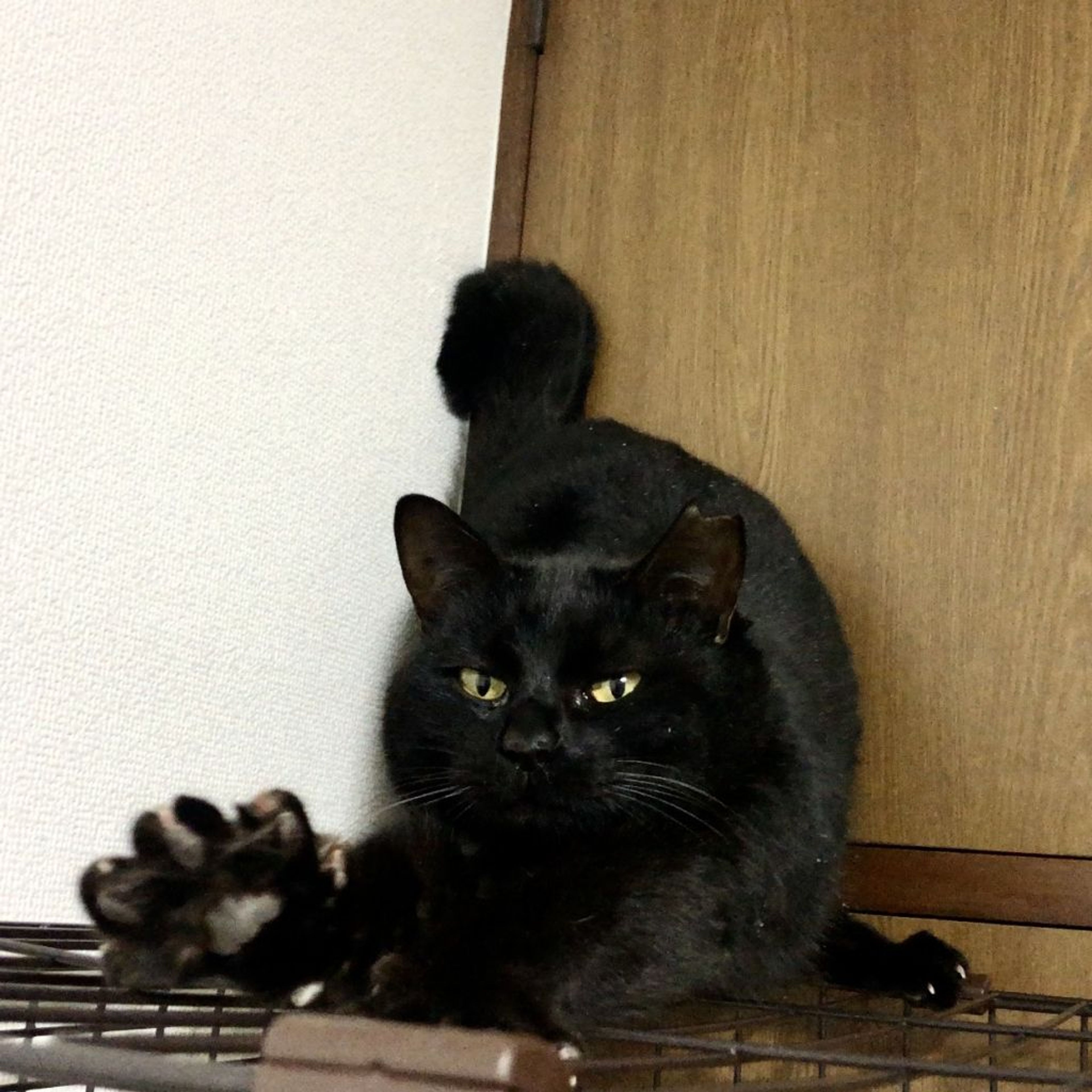 pet-image-6