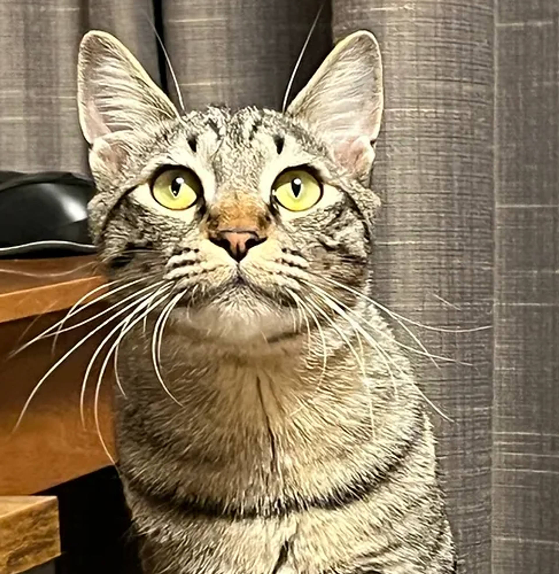 雑種（ミックス猫）・オスの里親募集の写真
