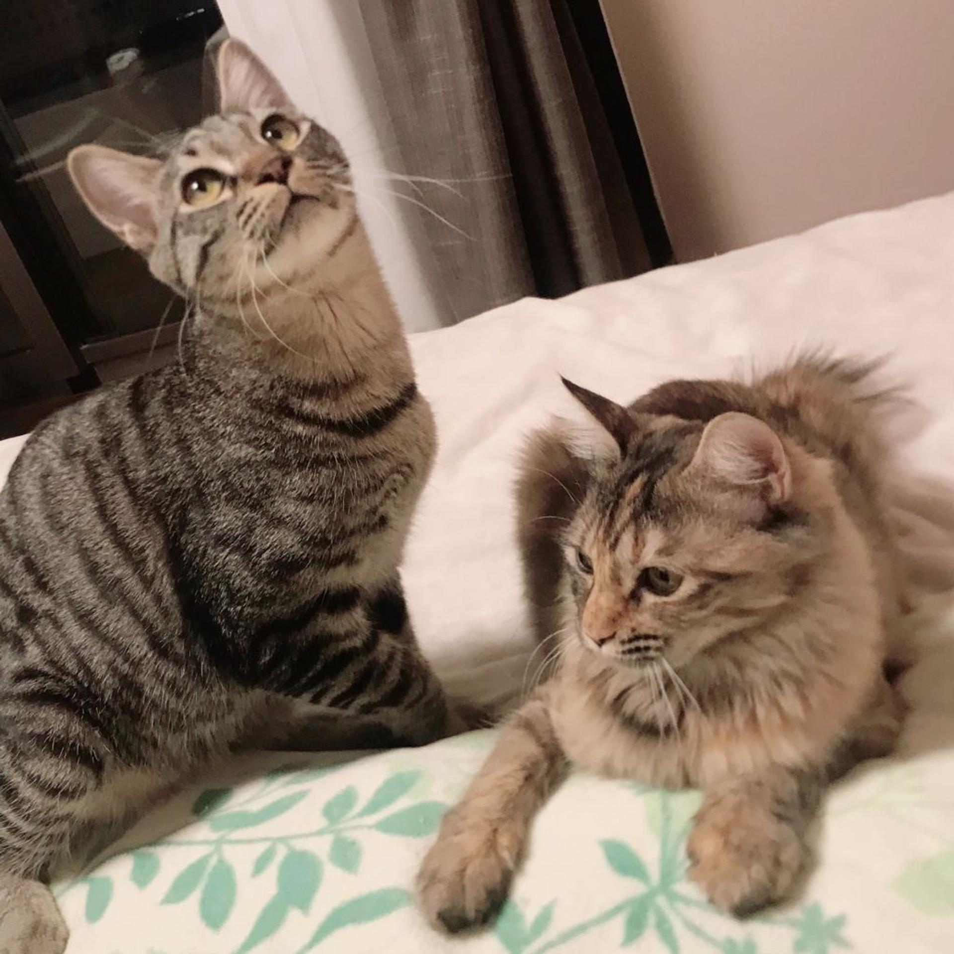 pet-image-7