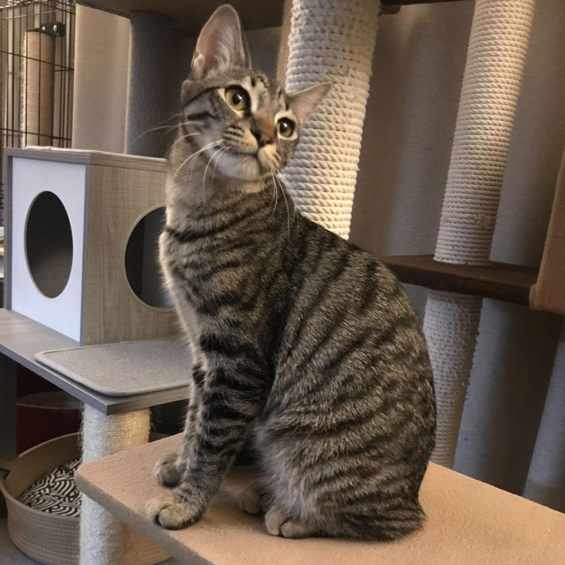 pet-image-9