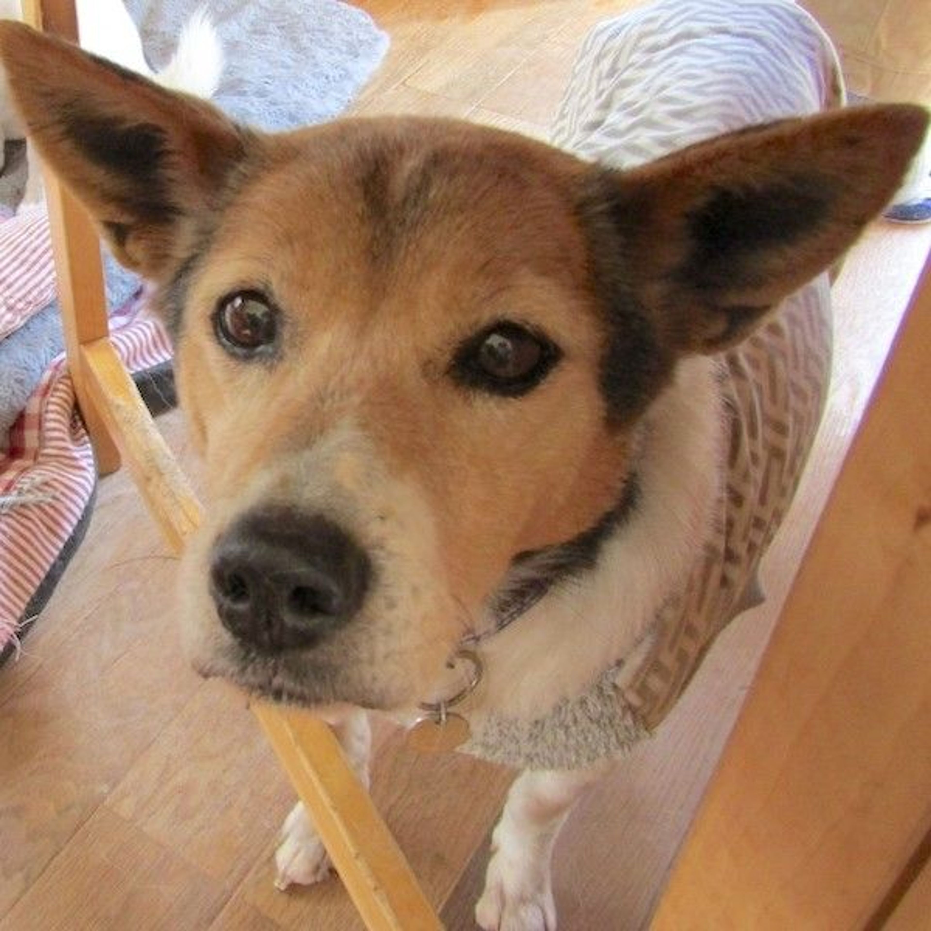 pet-image-2