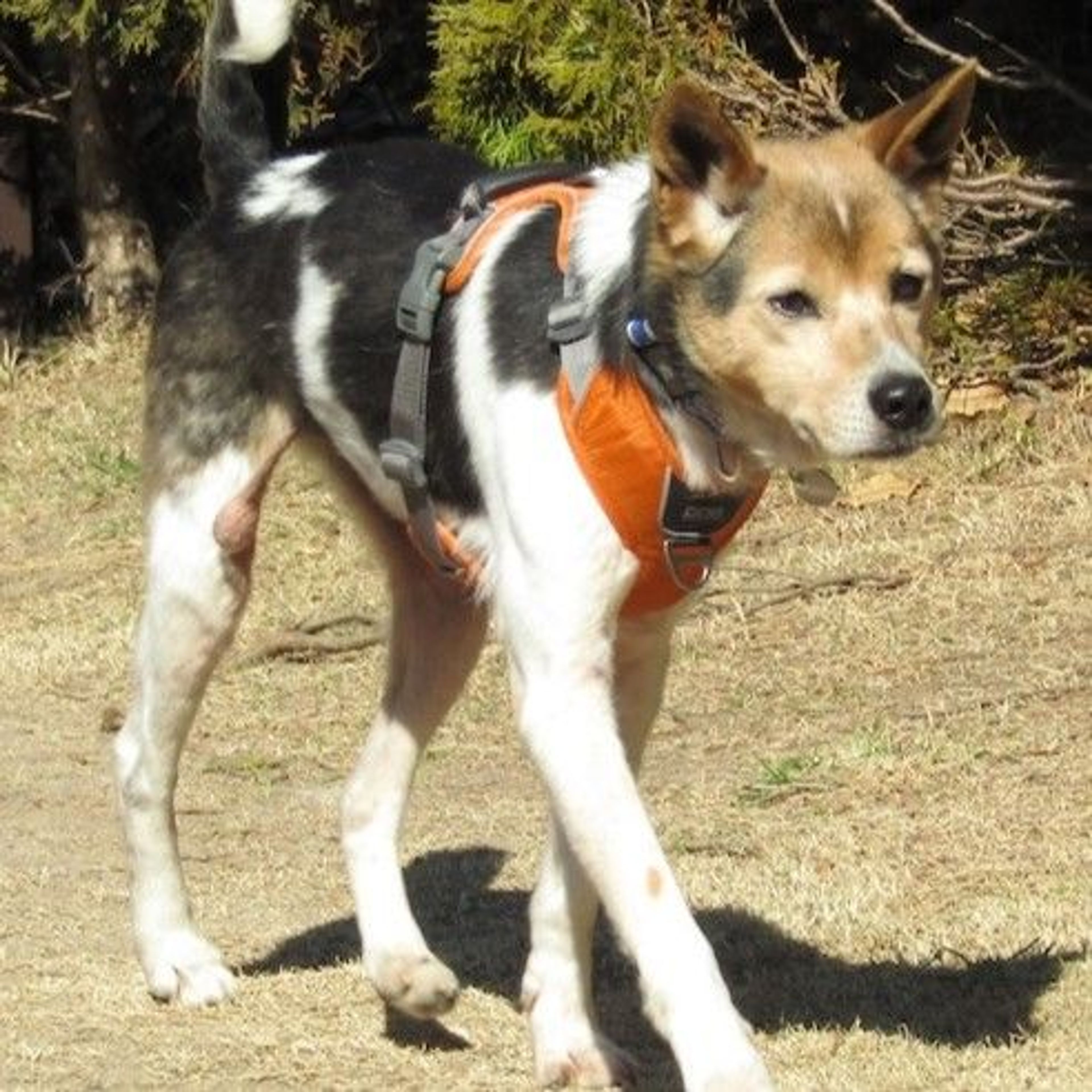 pet-image-3
