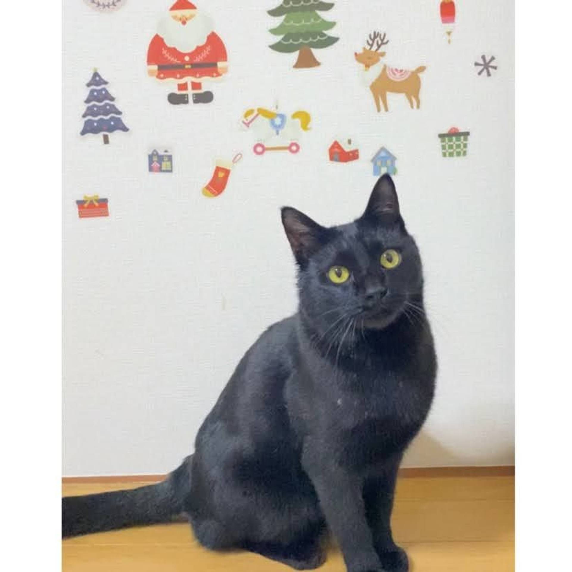 雑種（ミックス猫）・オスの里親募集の写真