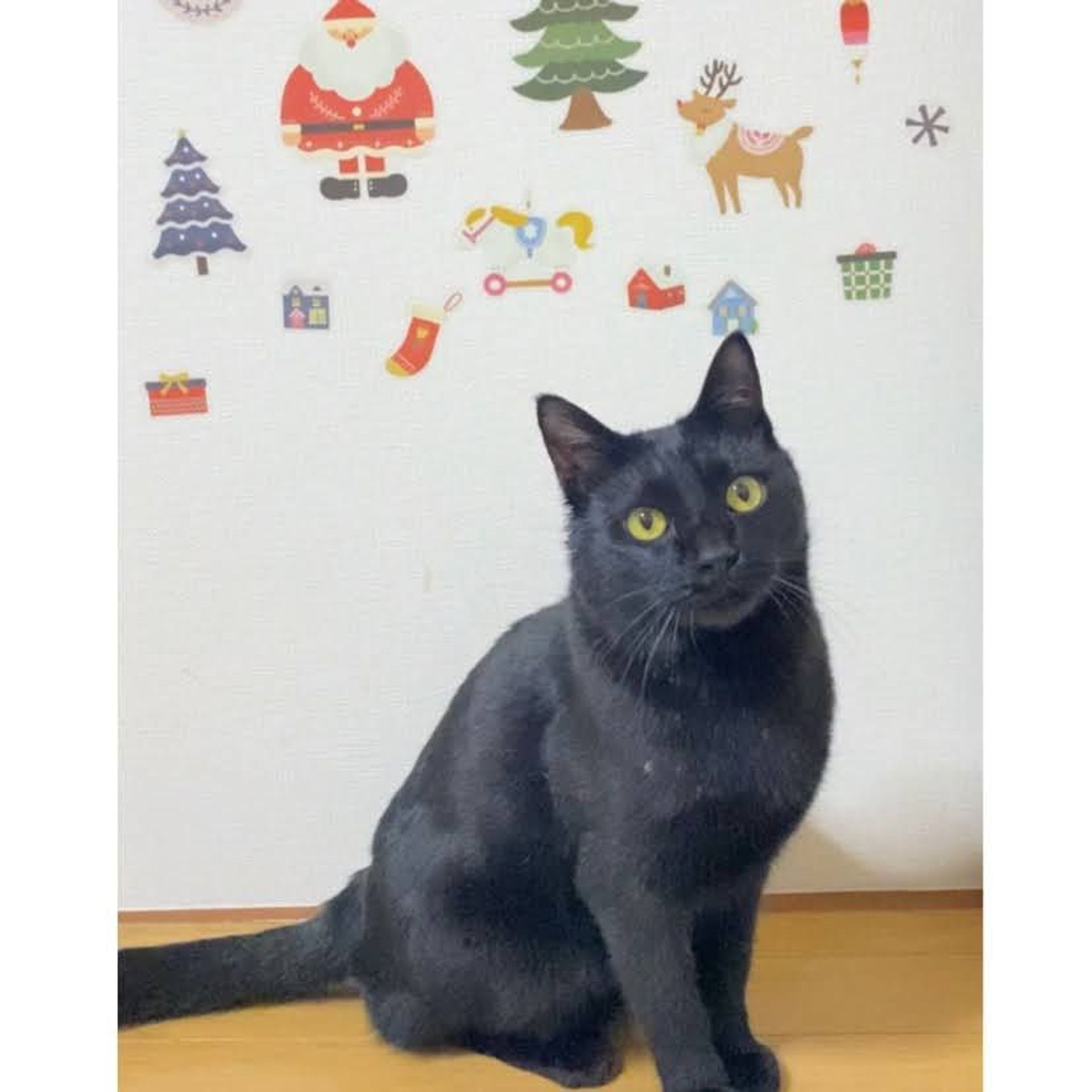 雑種（ミックス猫）・オスの里親募集の写真
