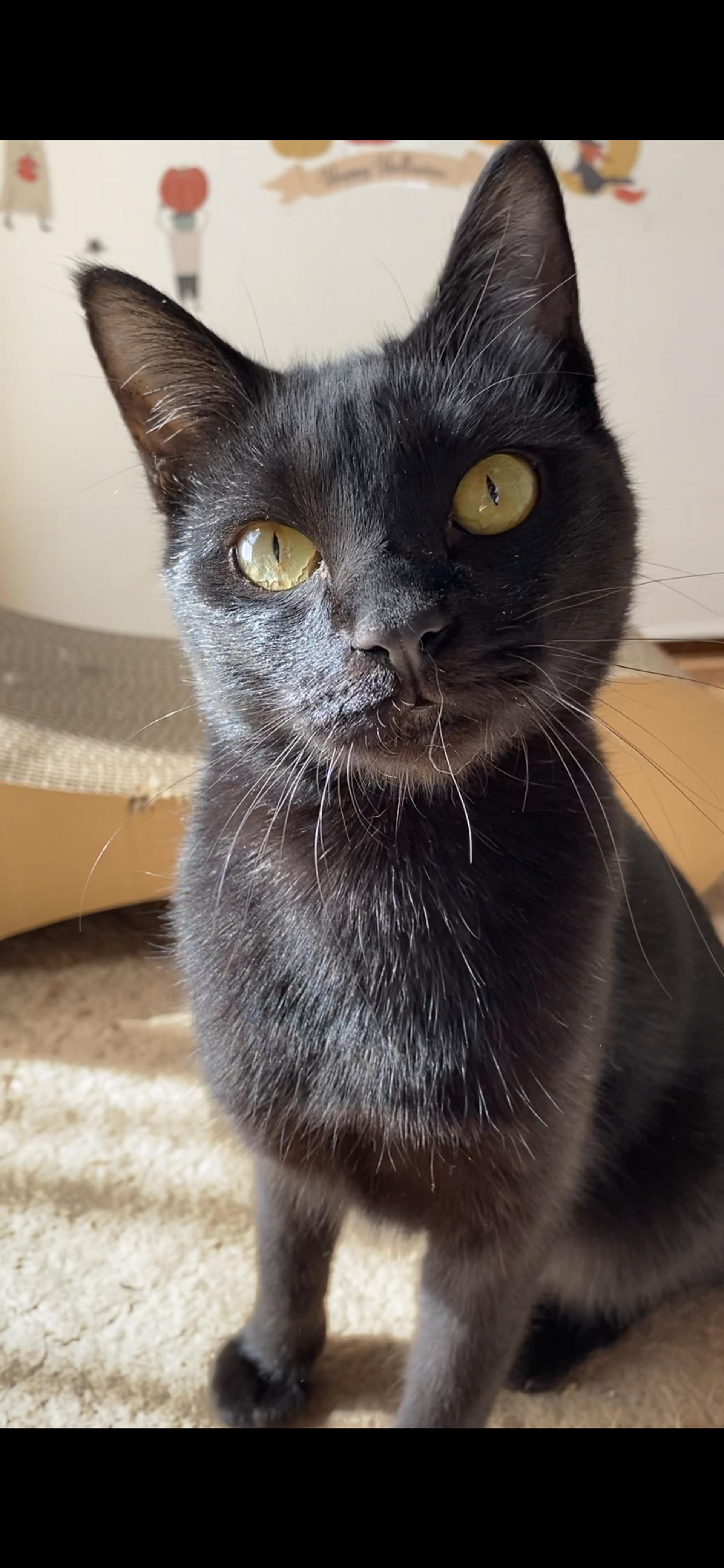pet-image-2