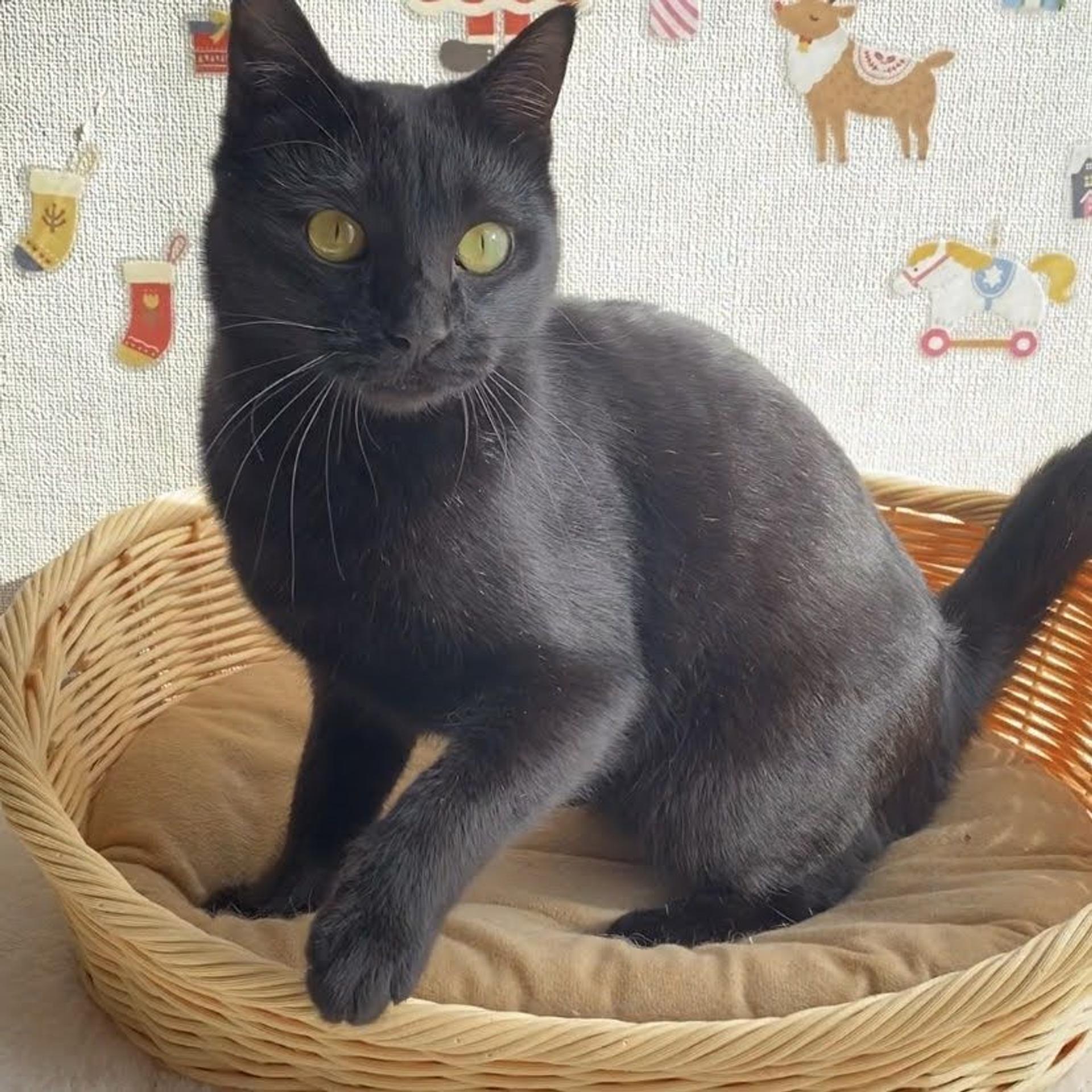 pet-image-4