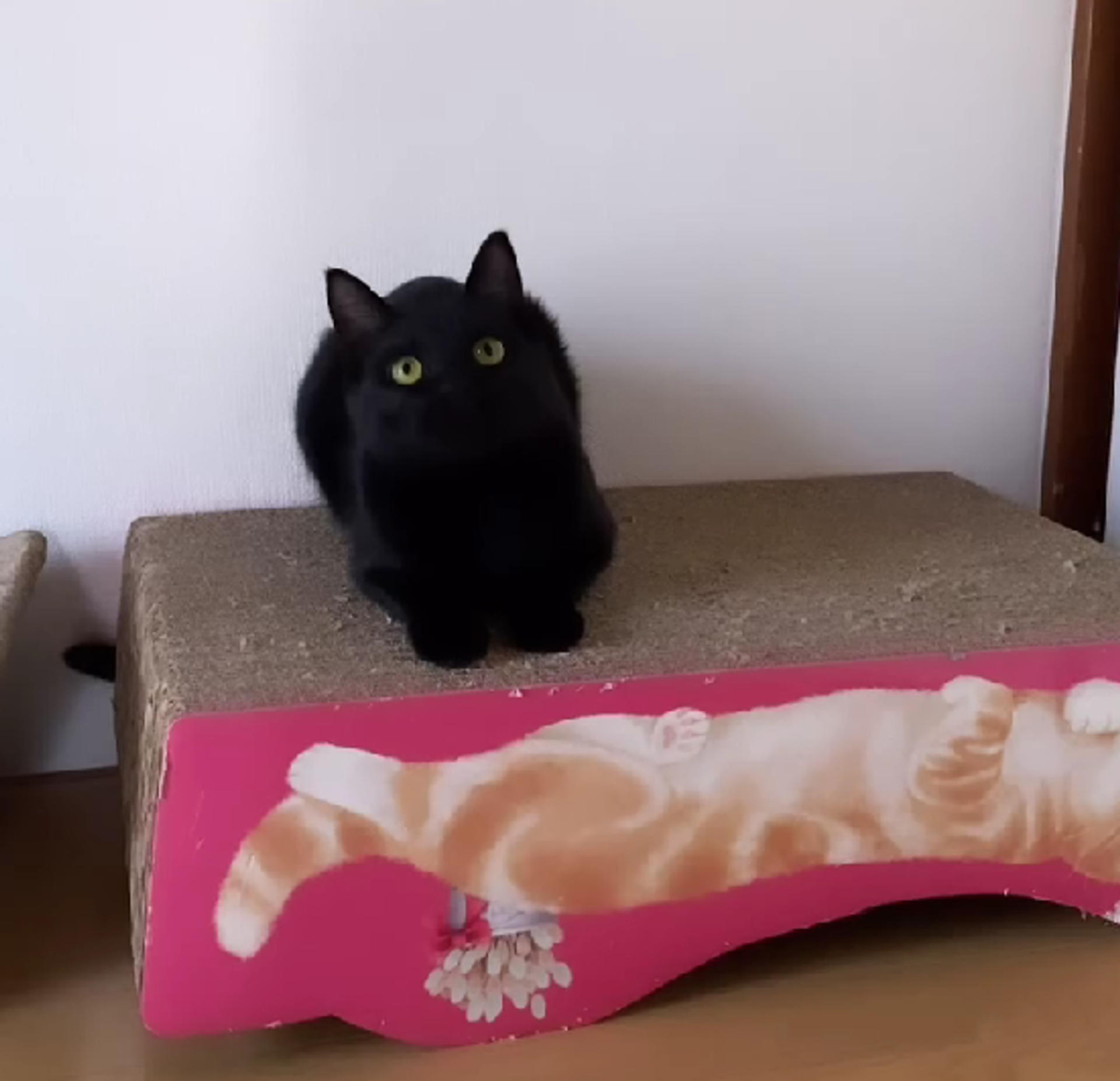pet-image-6