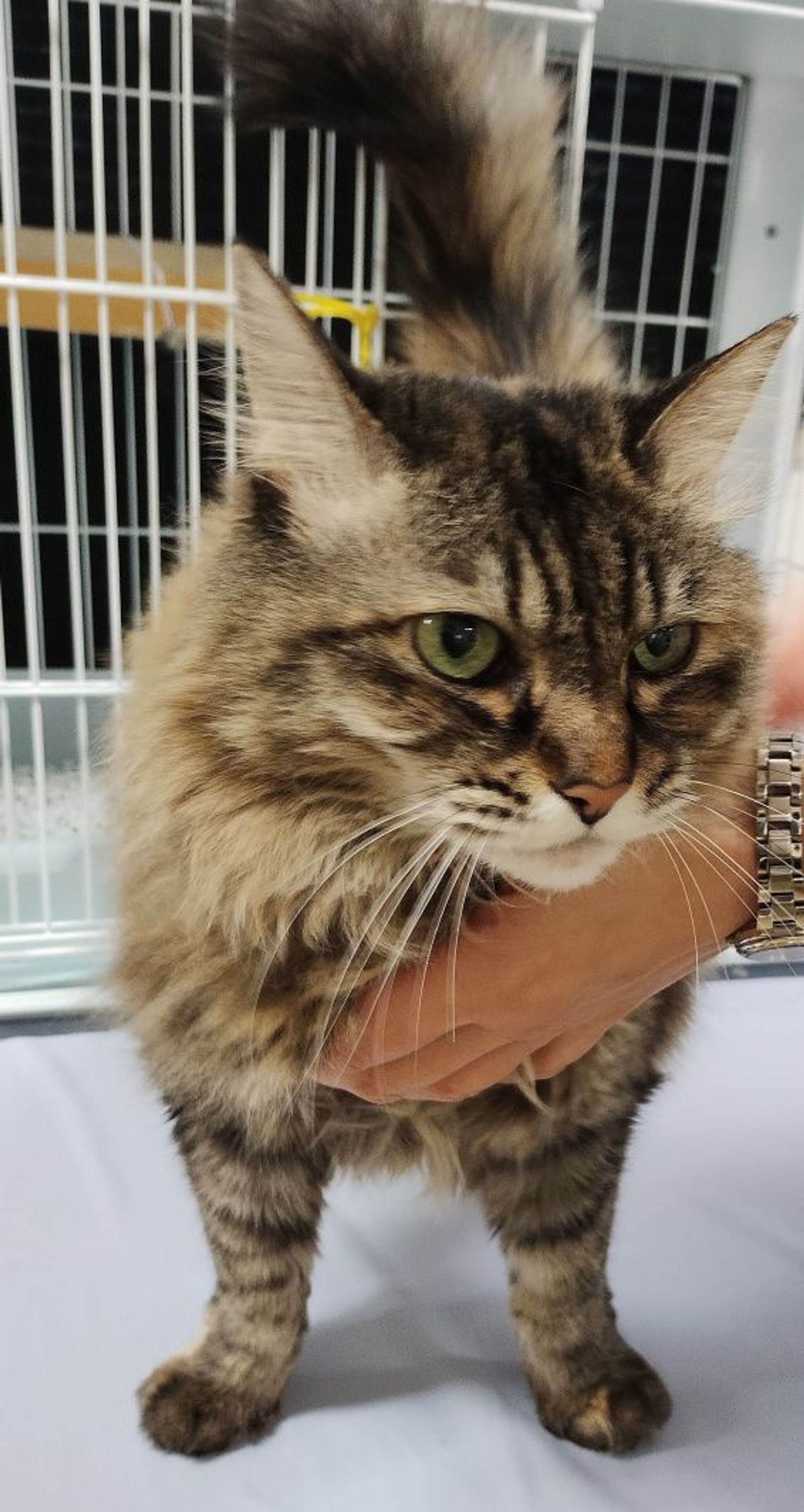 雑種（ミックス猫）・メスの里親募集の写真