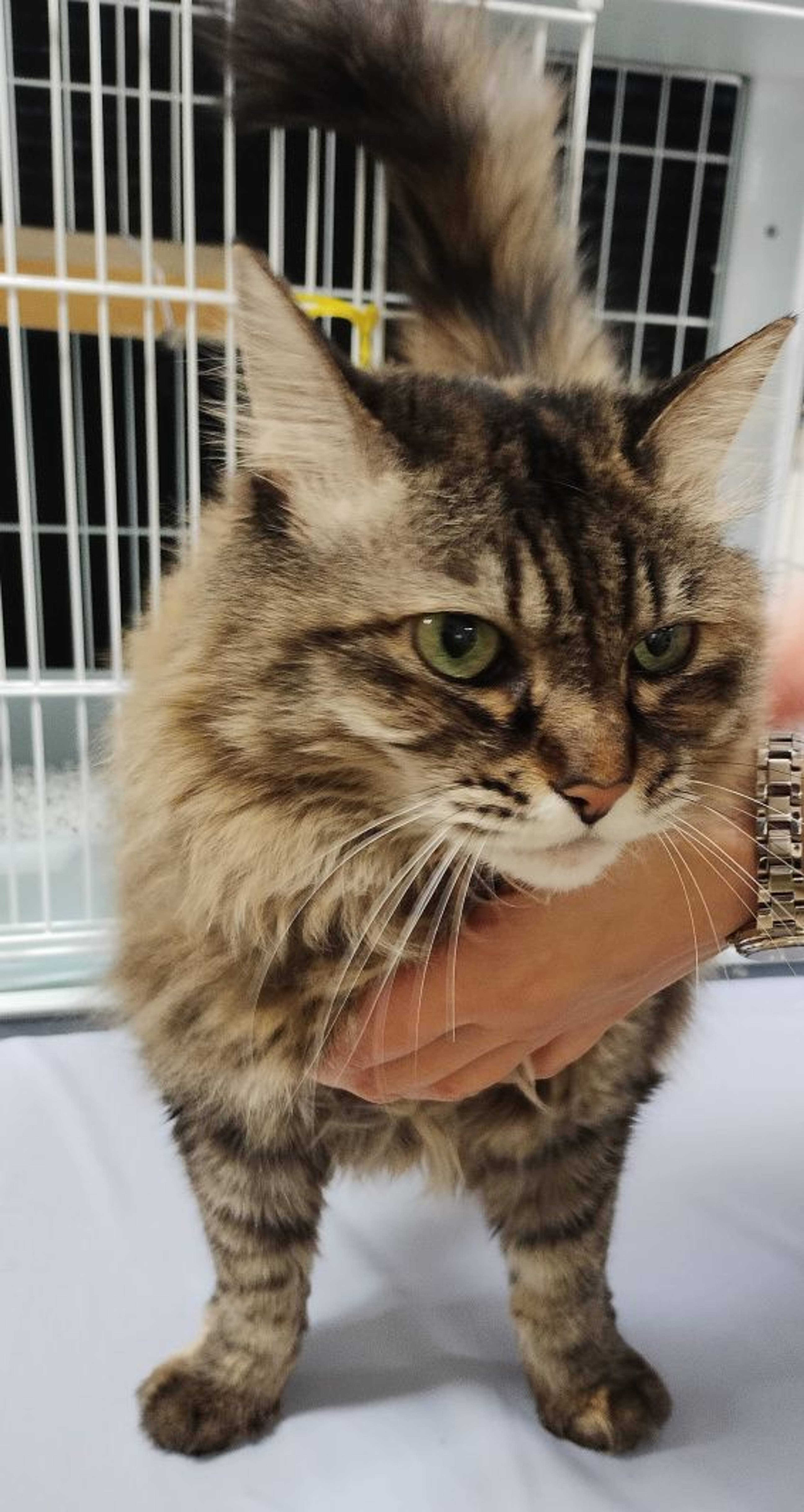 雑種（ミックス猫）・メスの里親募集の写真