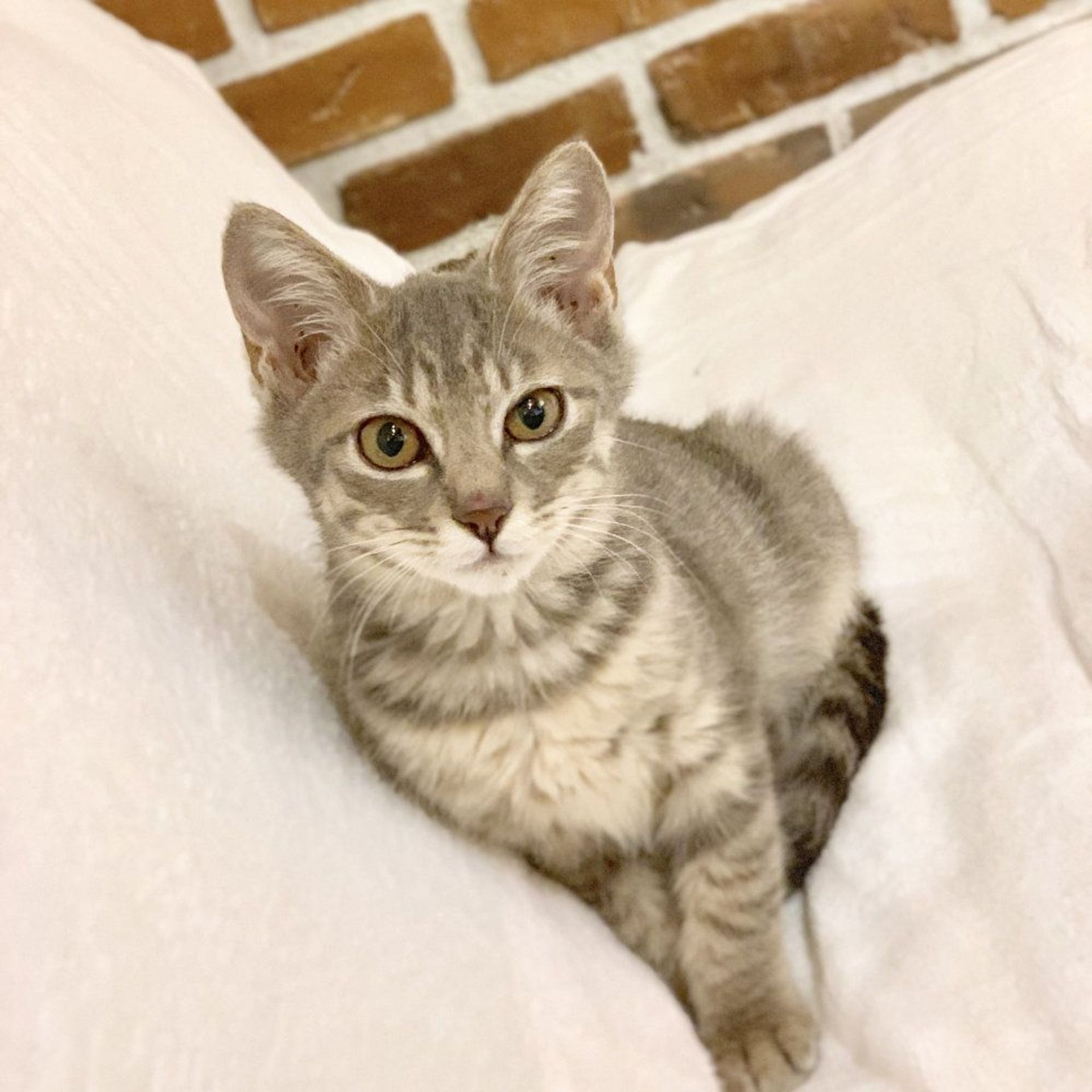雑種（ミックス猫）・メスの里親募集の写真