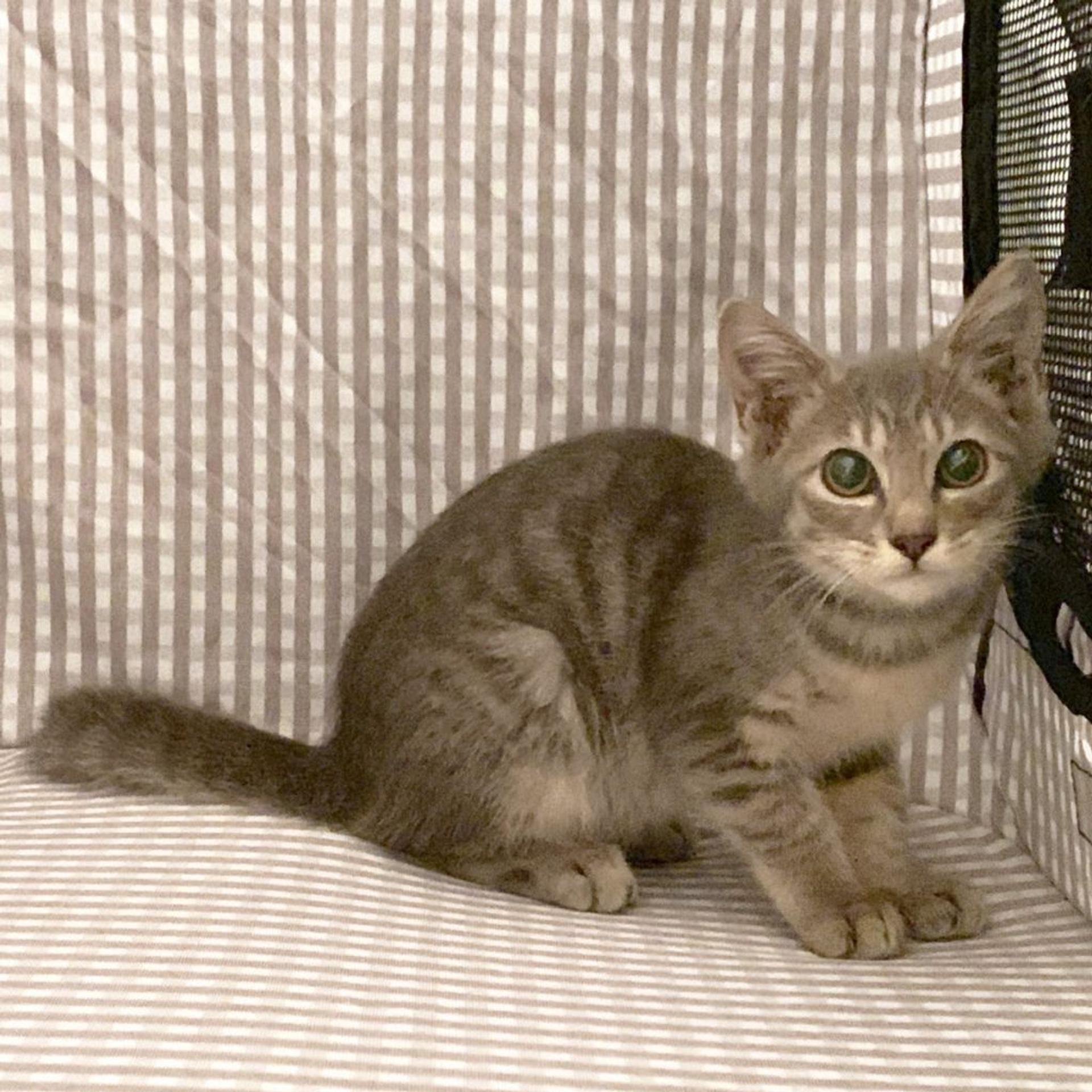 pet-image-5