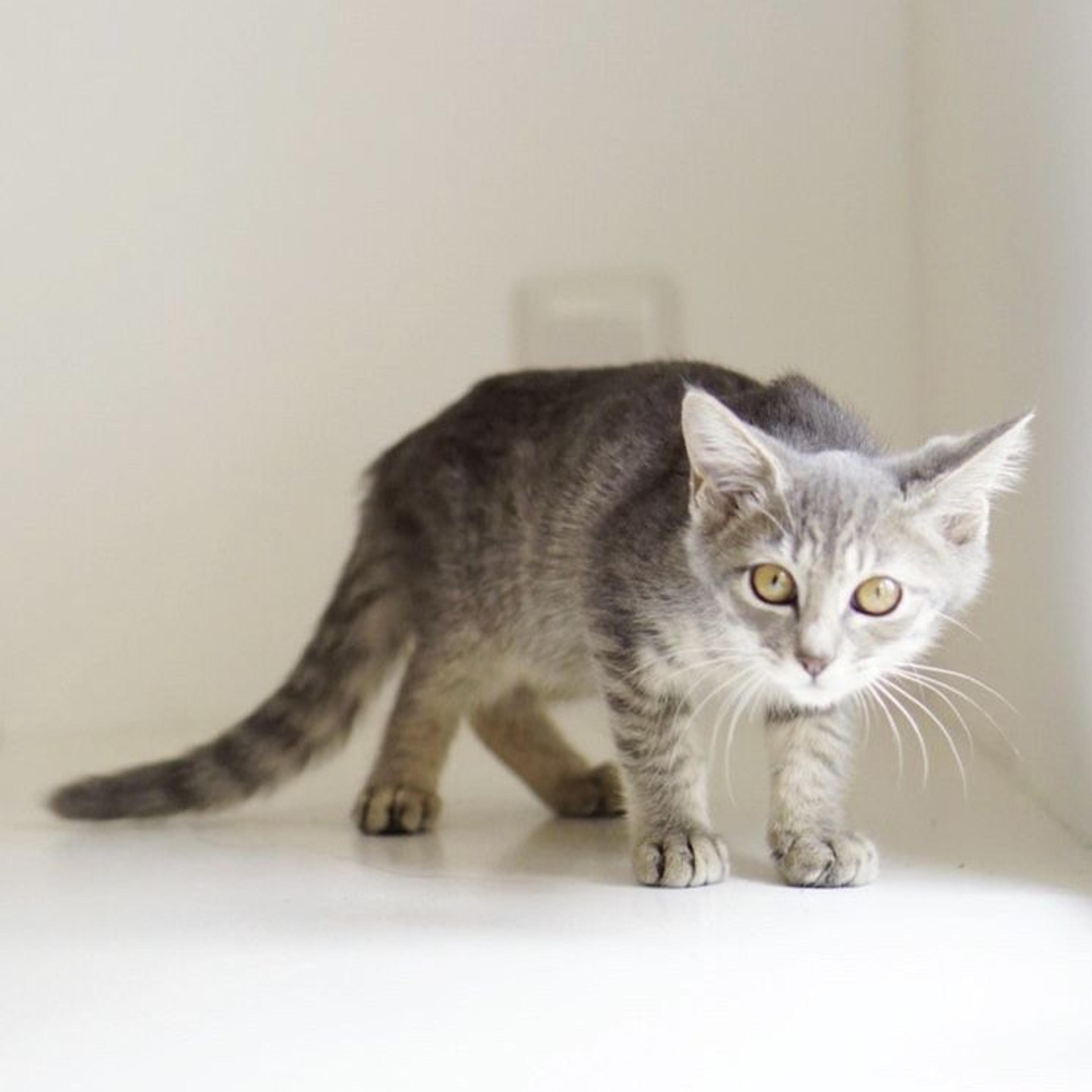 pet-image-6