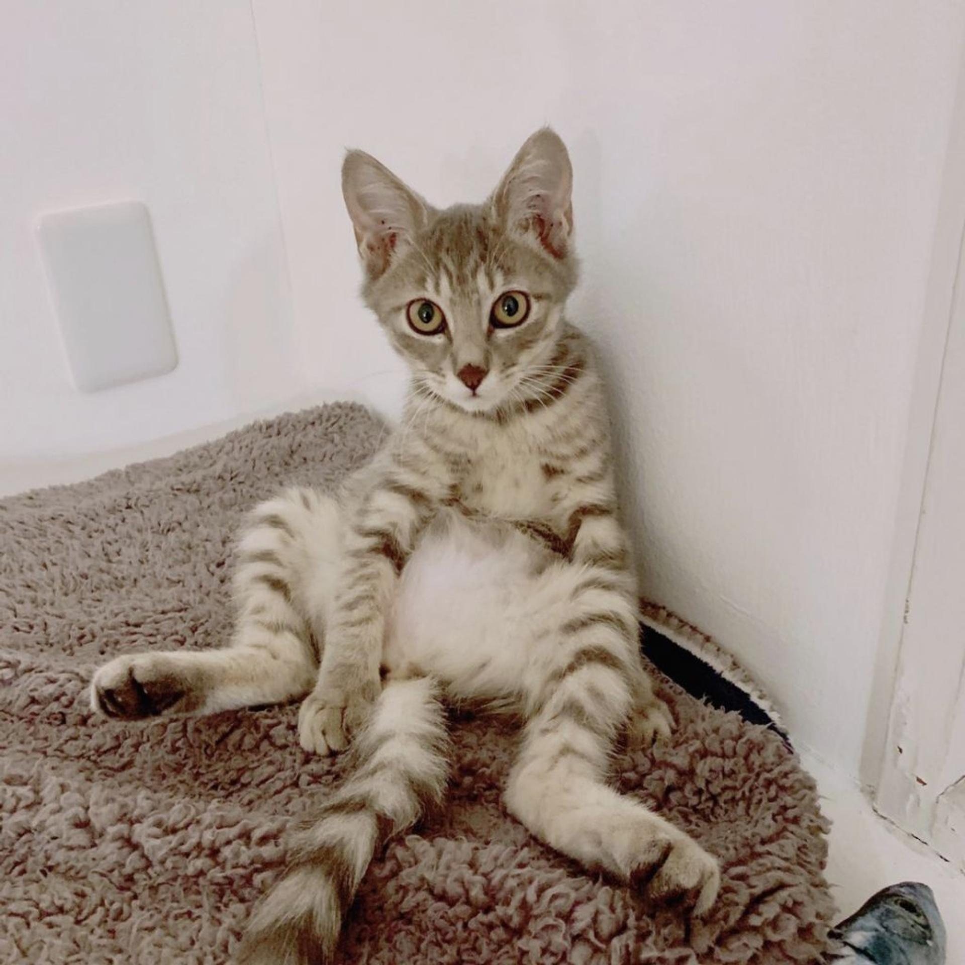 pet-image-4