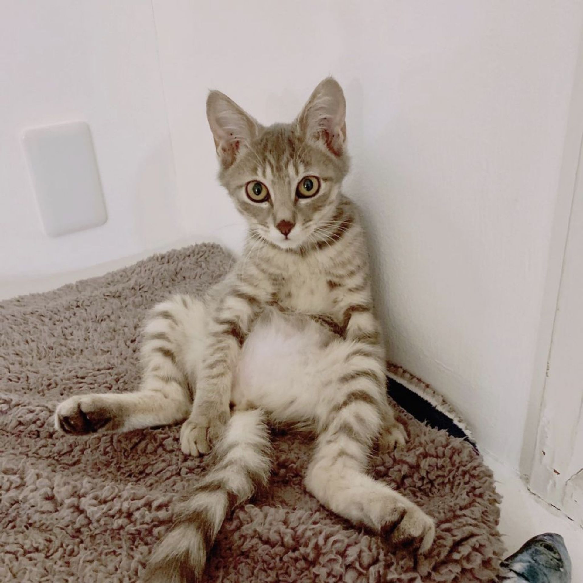 雑種（ミックス猫）・メスの里親募集の写真