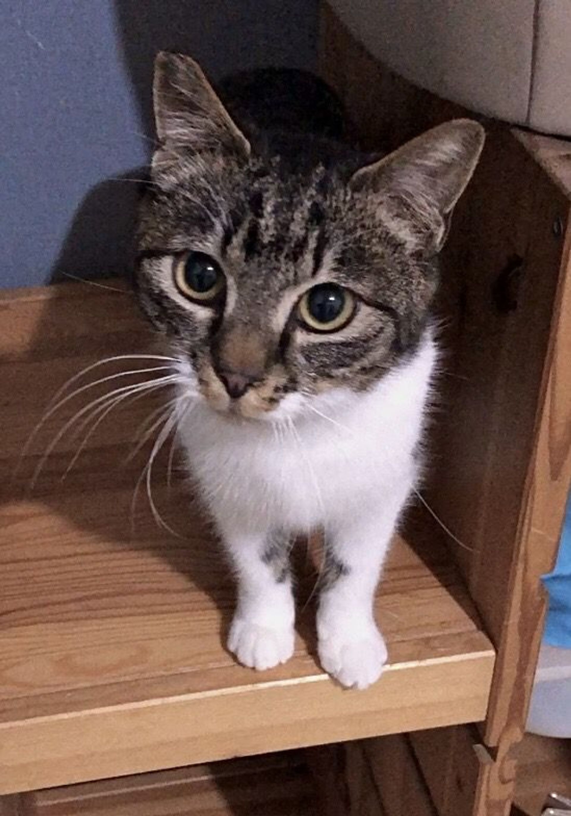 雑種（ミックス猫）・オスの里親募集の写真